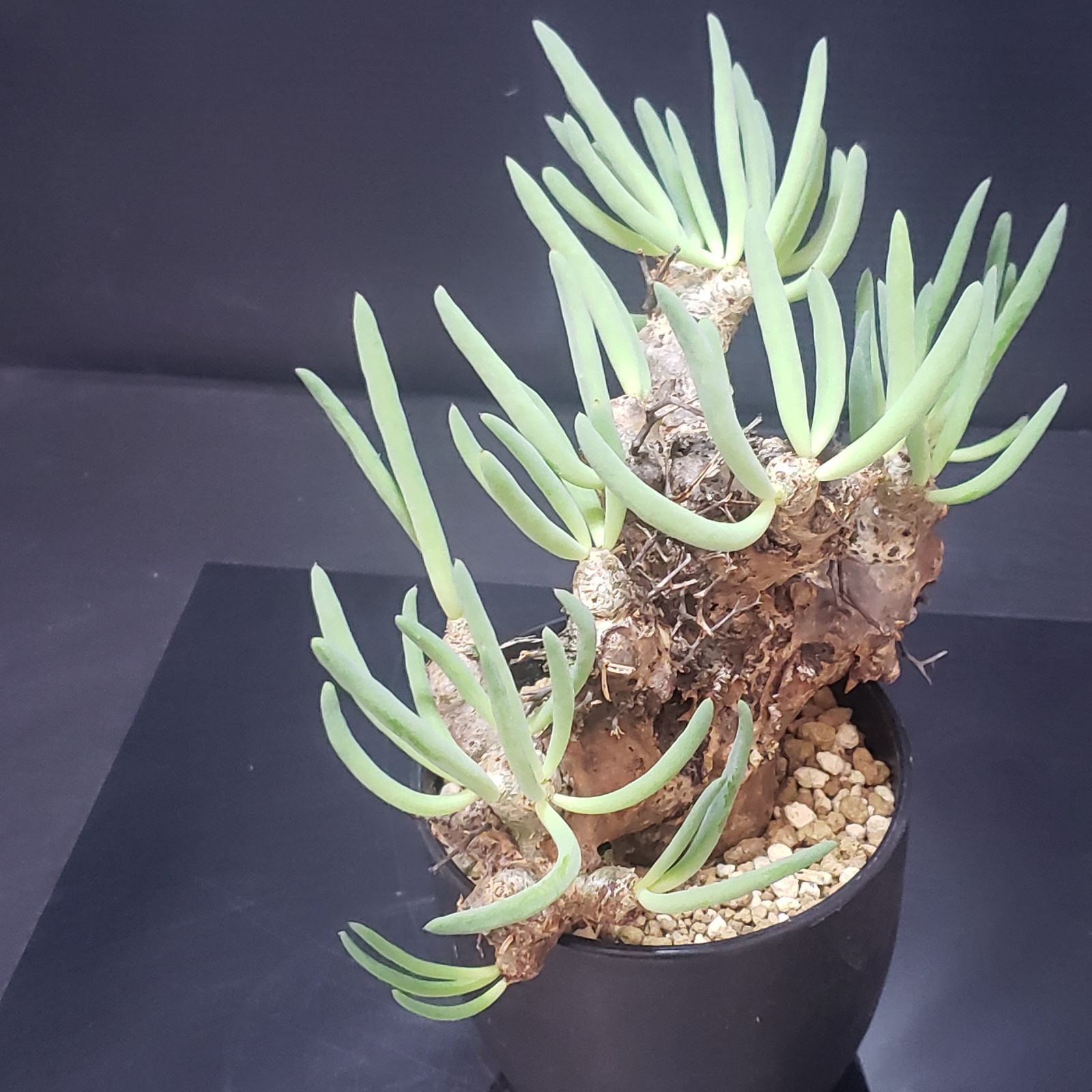 チレコドン　レティキュラータス　万物想　実生苗　開花株 H238【自社養生株】チレコドン レティキュラータス 万物想（現地球・発