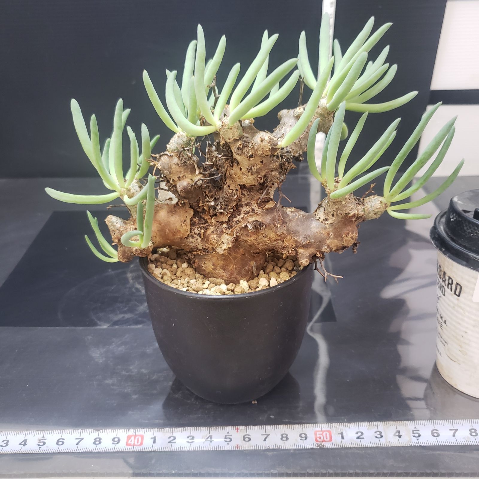 大株❗️ 塊根植物　チレコドン　レキュラータス　万物想　現地球 I392【自社養生株】チレコドン レティキュラータス 万物想（現地球・発