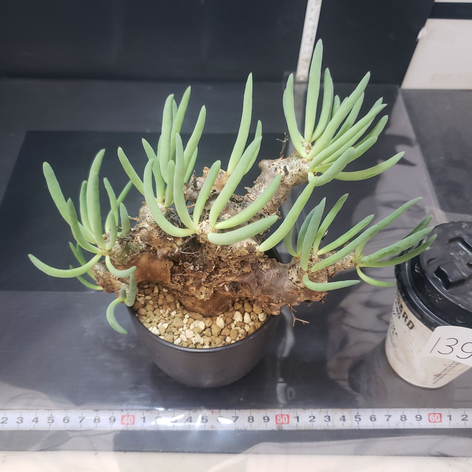 チレコドン　レティキュラータス　万物想　実生苗　開花株 楽天市場】多肉植物 ca チレコドン レティキュラータ 万物想 実生苗