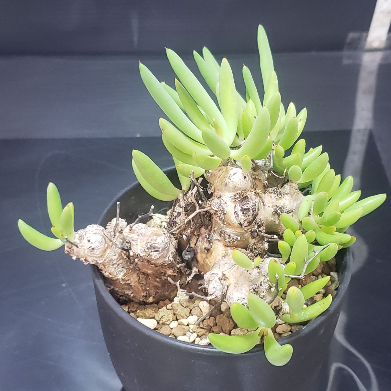 I393【自社養生株】チレコドン レティキュラータス 万物想（現地球・発