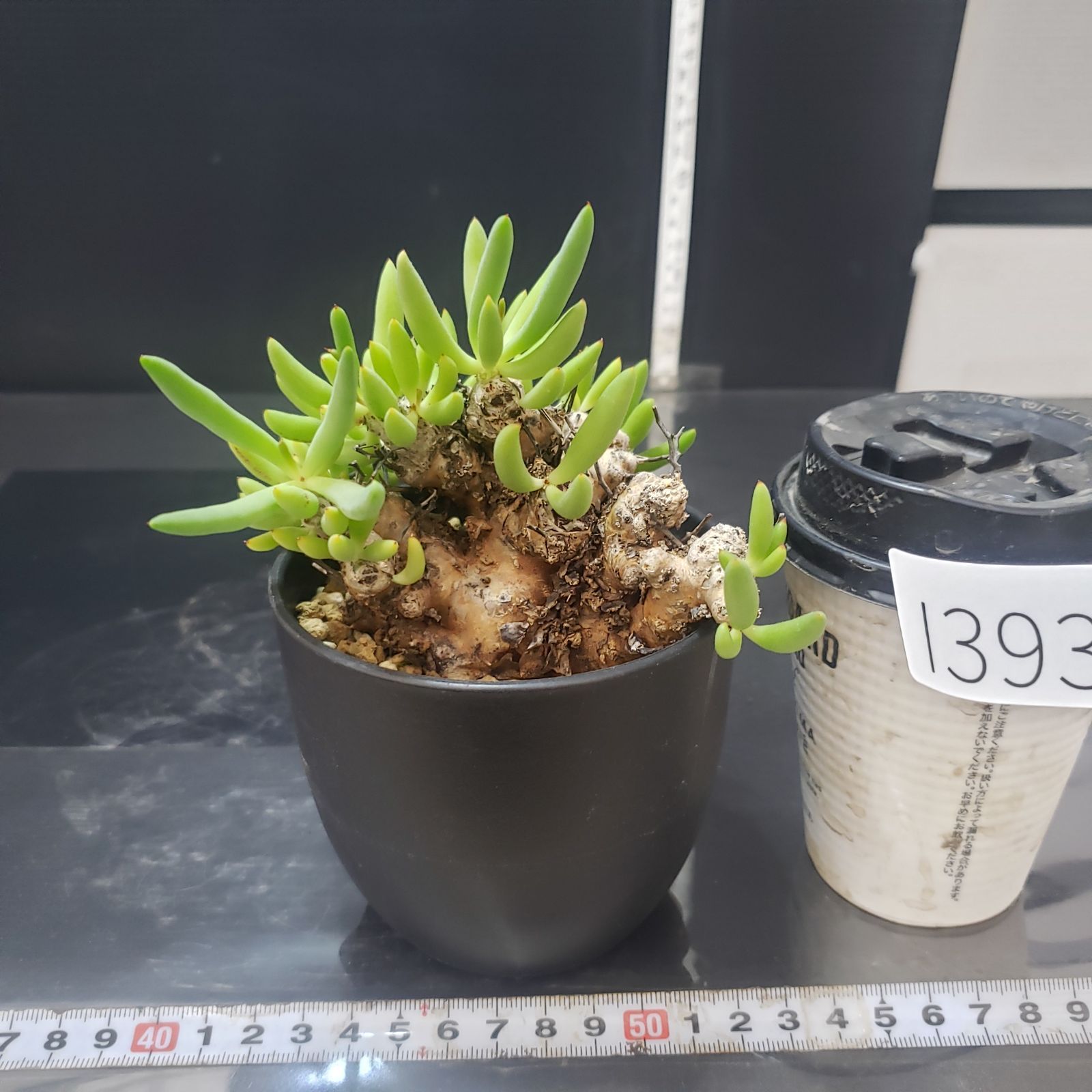 大株❗️ 塊根植物　チレコドン　レキュラータス　万物想　現地球 I392【自社養生株】チレコドン レティキュラータス 万物想（現地球・発