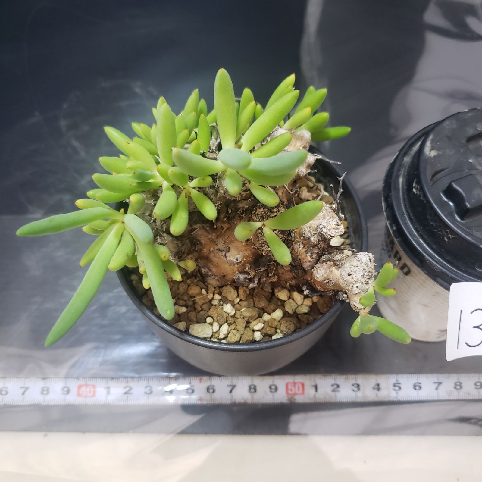 大株❗️ 塊根植物　チレコドン　レキュラータス　万物想　現地球 Amazon｜【現品限り】チレコドン・レティキュラータス 現地株 発根済み