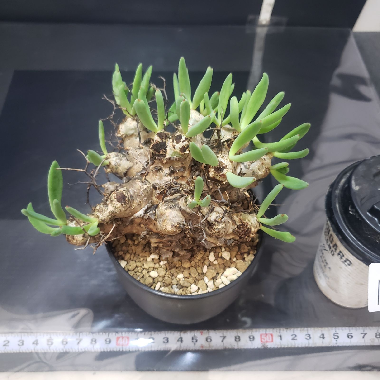 I394【自社養生株】チレコドン レティキュラータス 万物想（現地球・発