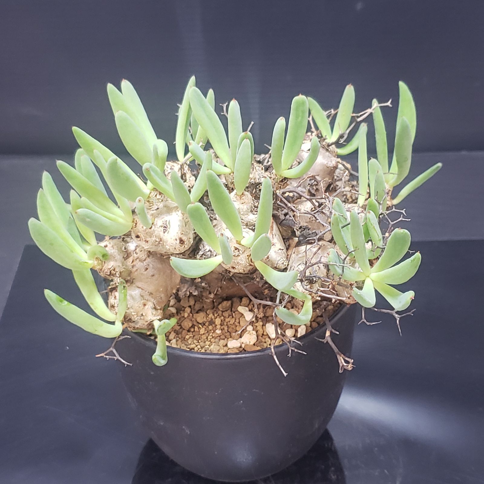 I394【自社養生株】チレコドン レティキュラータス 万物想（現地球・発