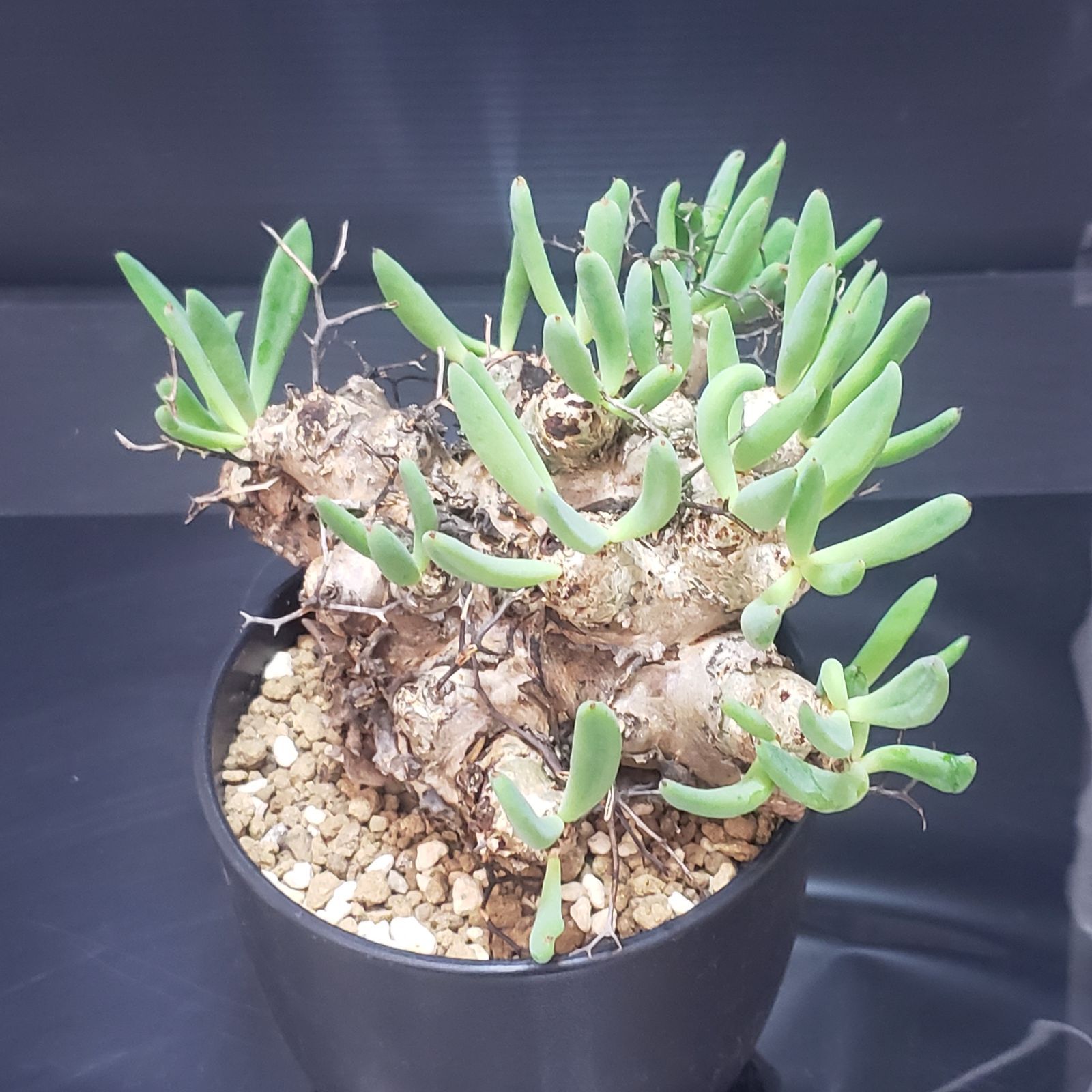 サマーセール！ 大株 万物想 チレコドン レティキュラータス 現地株 現地球 I394【自社養生株】チレコドン レティキュラータス 万物想（現地球・発