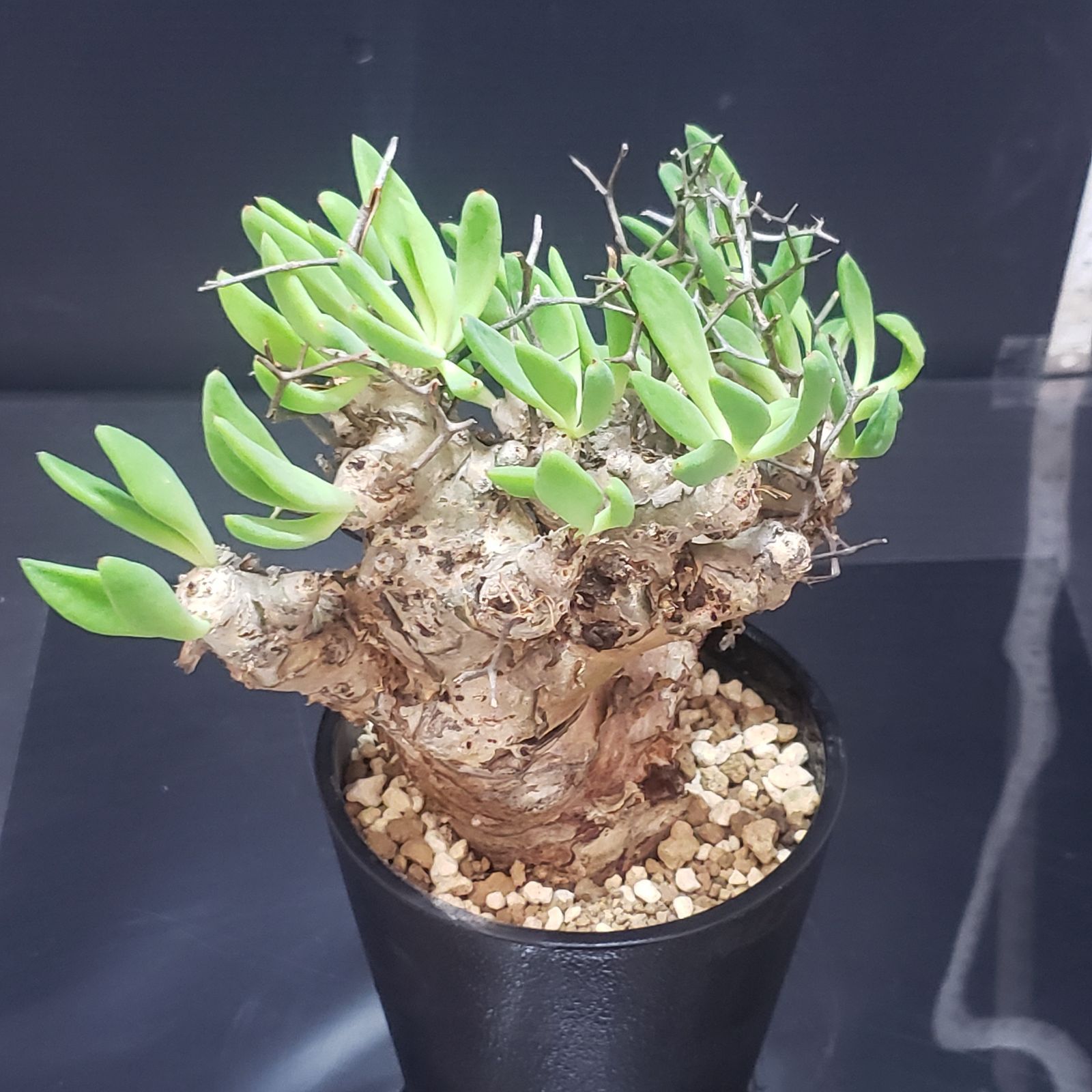 マ385 【塊根植物・現地株】チレコドン レティキュラータス 万物想