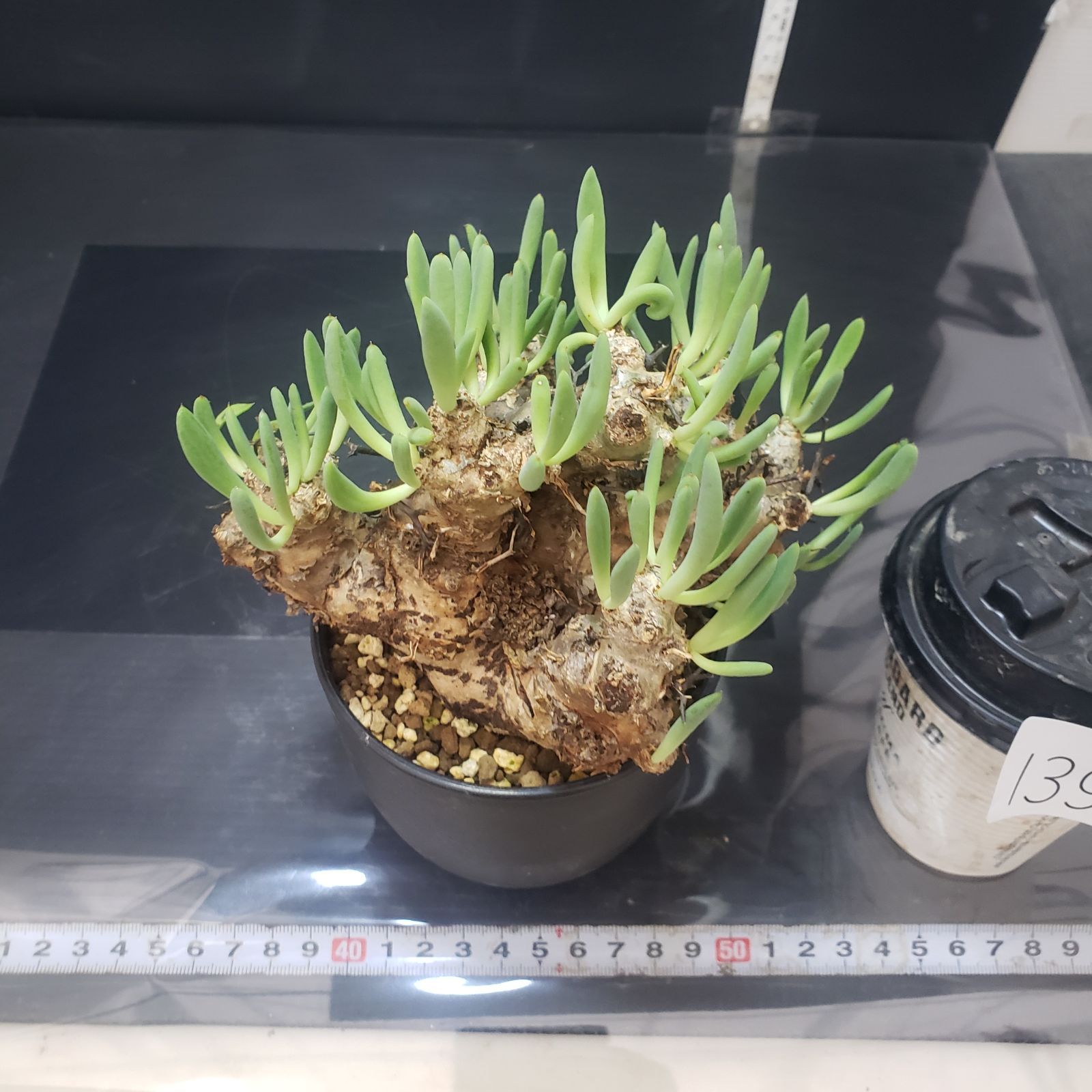 I396【自社養生株】チレコドン レティキュラータス 万物想（現地球・発