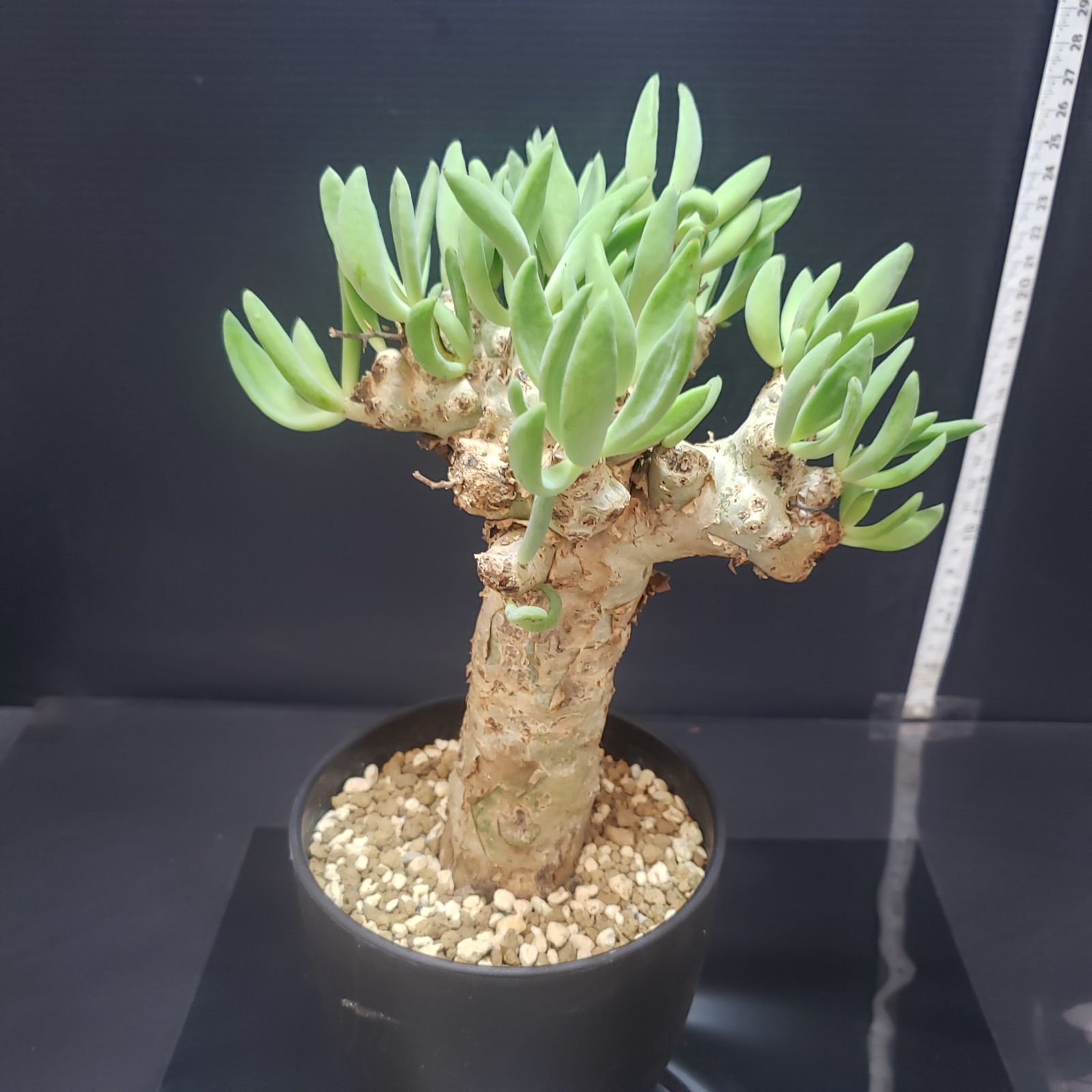 I397【自社養生株】チレコドン レティキュラータス 万物想（現地球・発