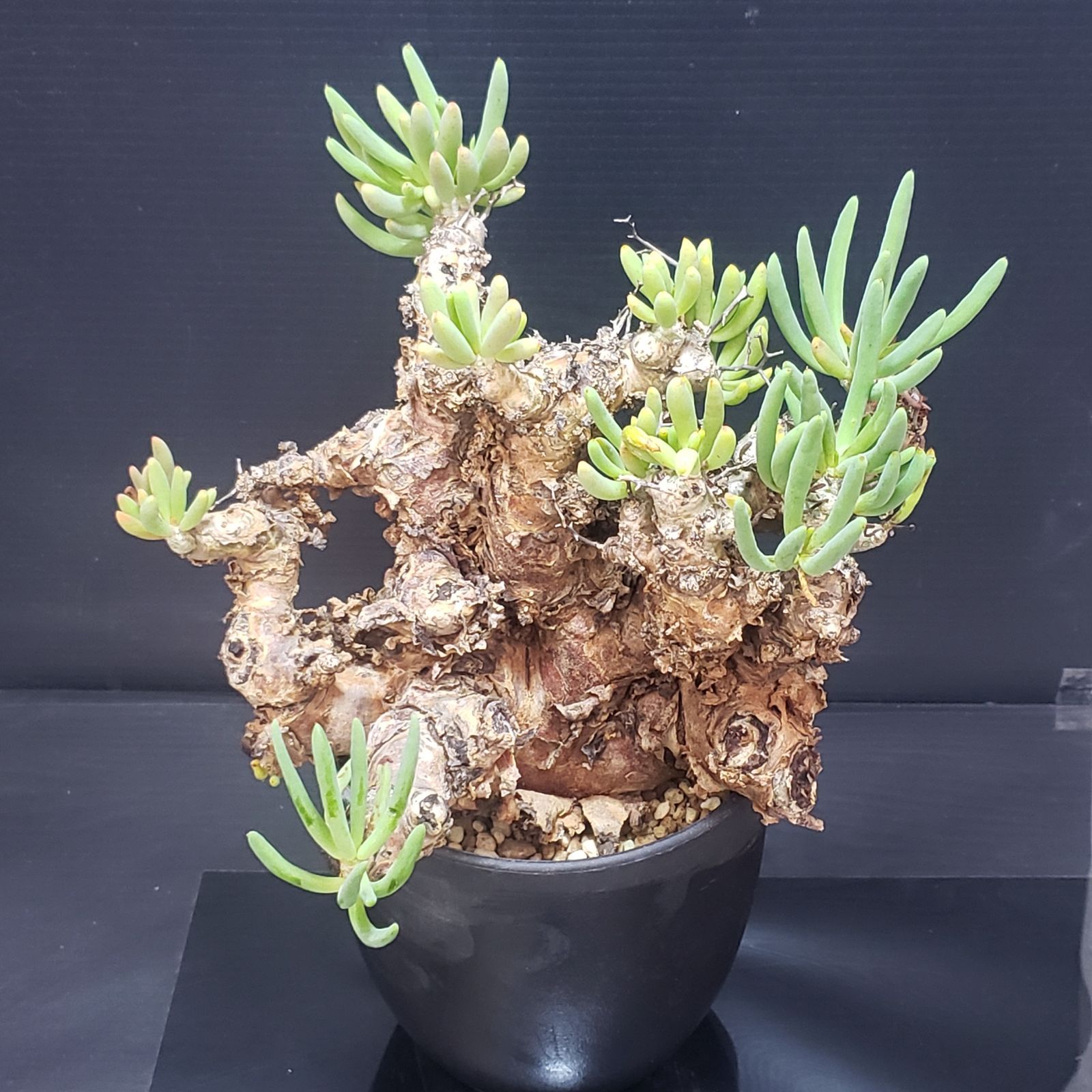 I398【自社養生株】チレコドン レティキュラータス（L) 万物想（現地球