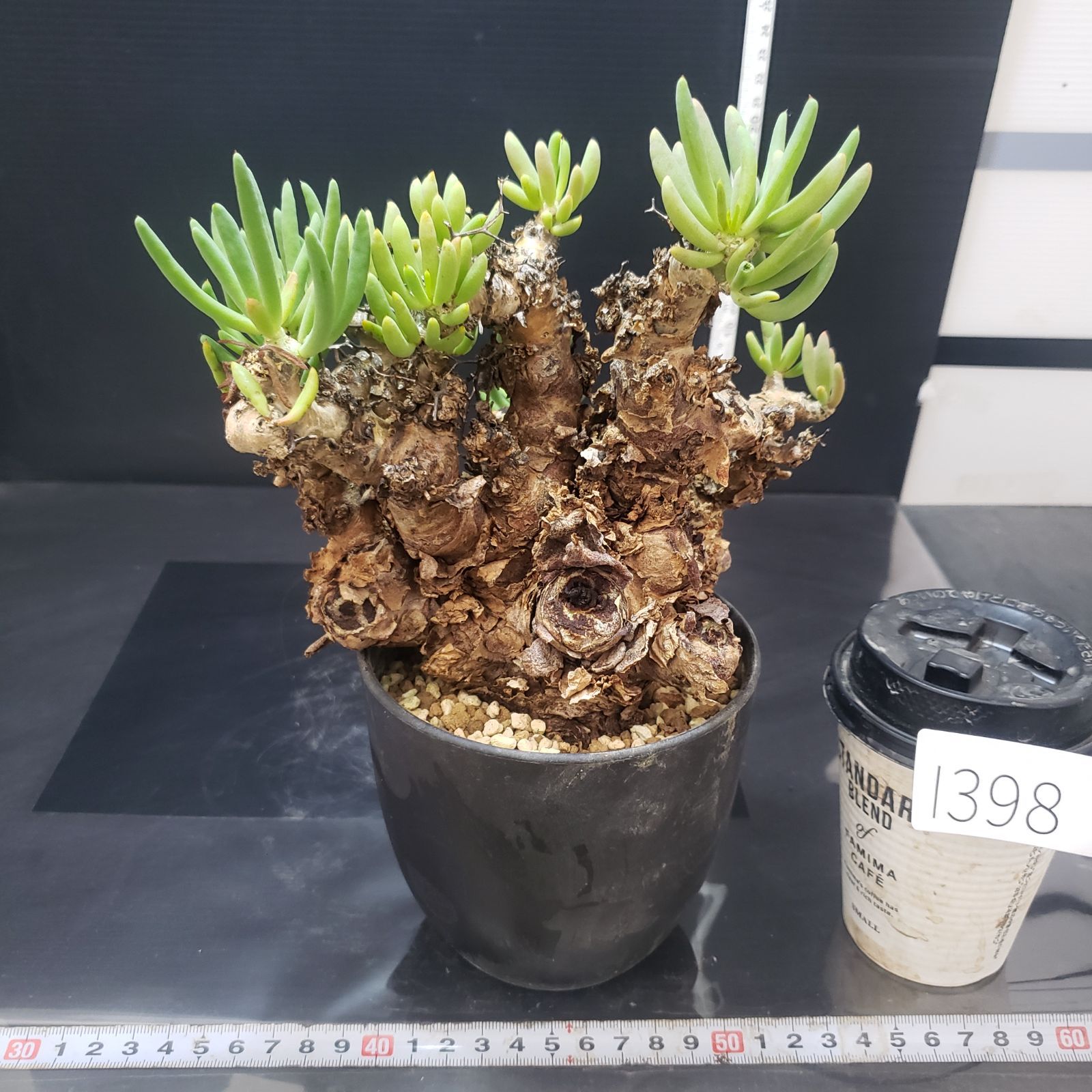 万物想　チレコドン　レティキュラータス 現地球　塊根植物 J371【自社養生株】チレコドン レティキュラータス 万物想（現地球・発