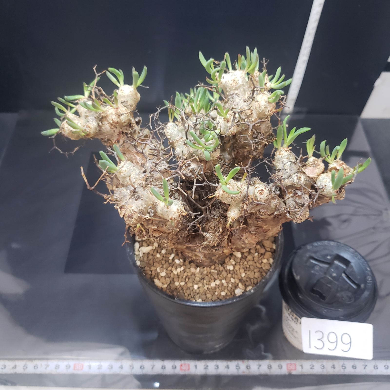 I399【自社養生株】チレコドン レティキュラータス（L) 万物想（現地球