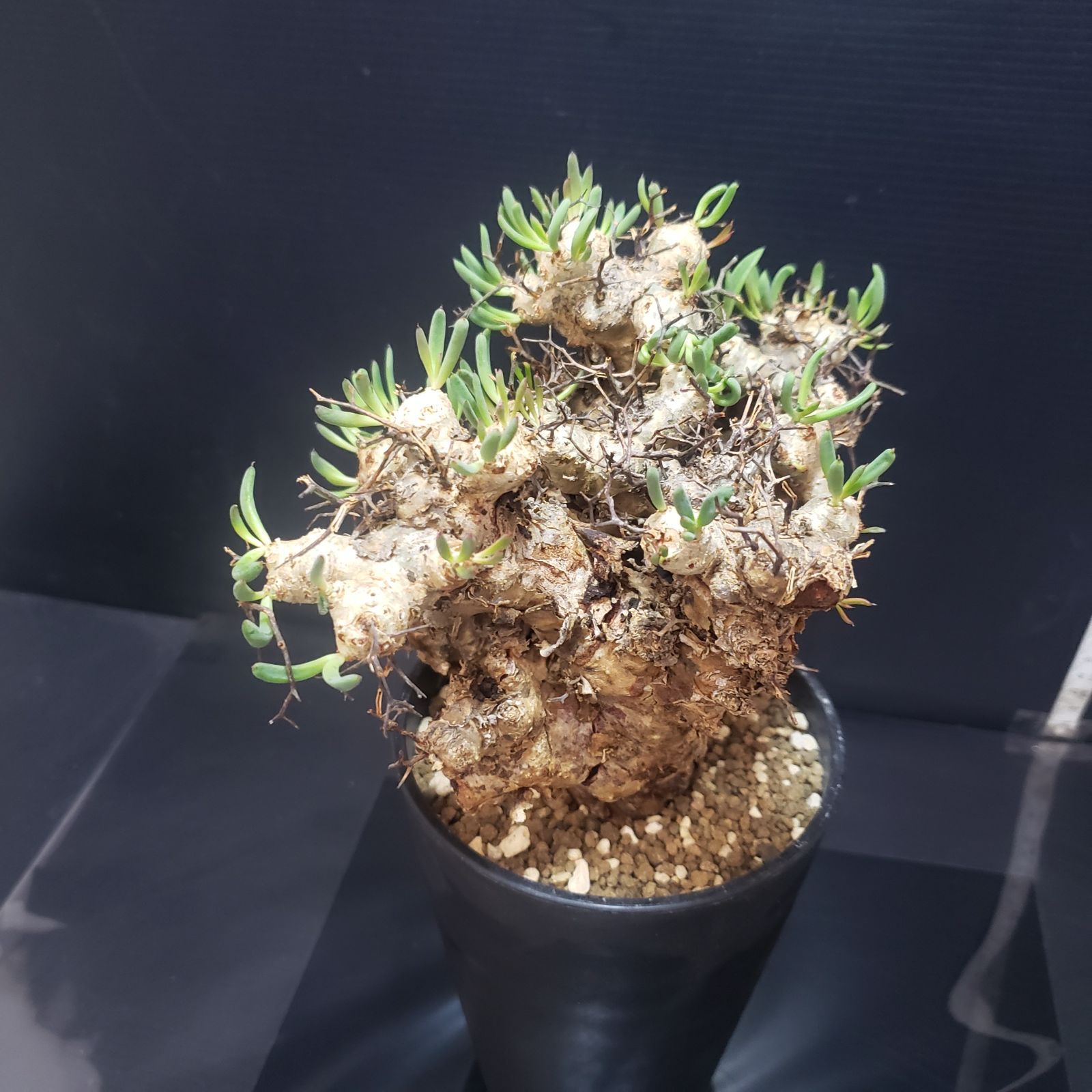 I399【自社養生株】チレコドン レティキュラータス（L) 万物想（現地球