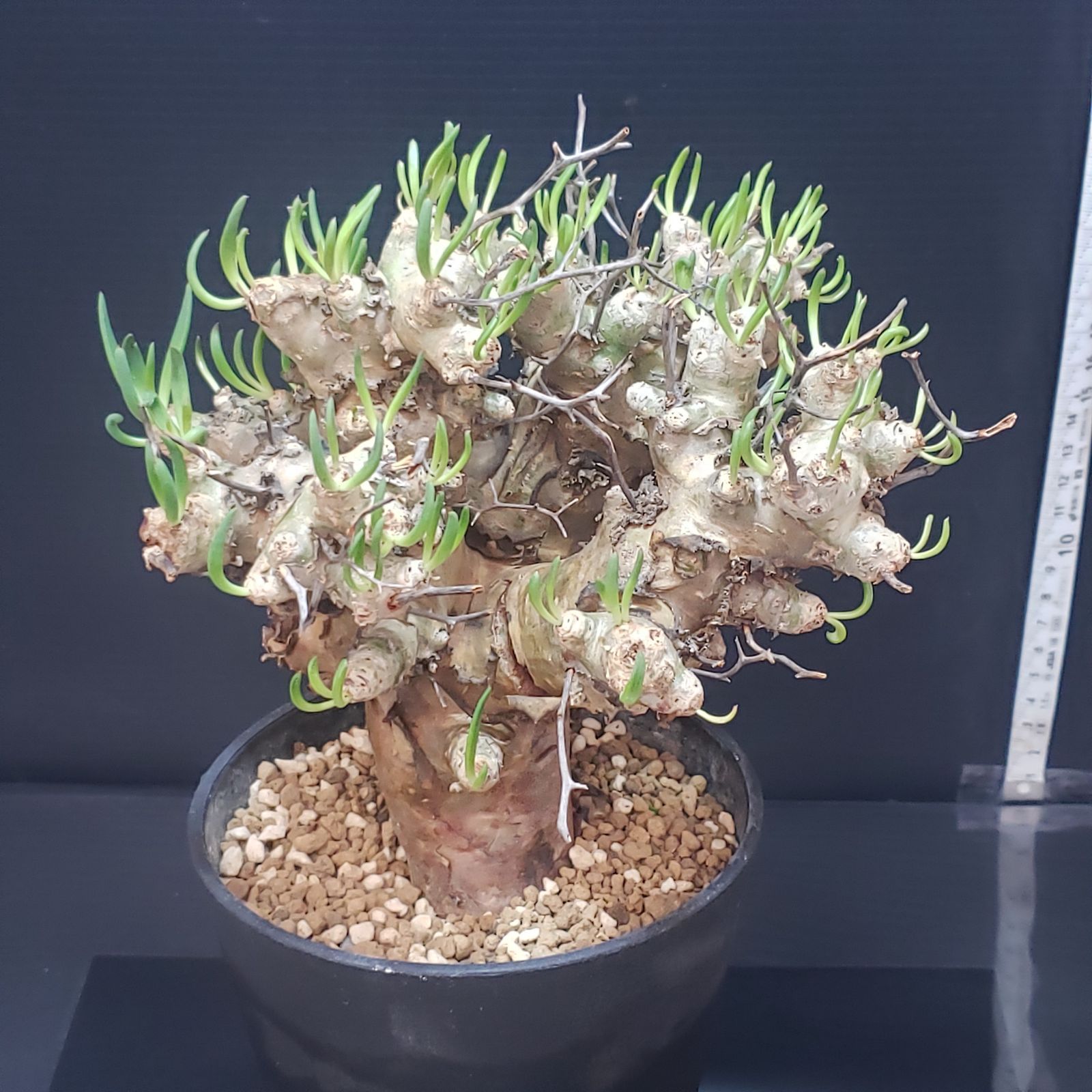 I400【自社養生株】チレコドン レティキュラータス（L) 万物想（現地球