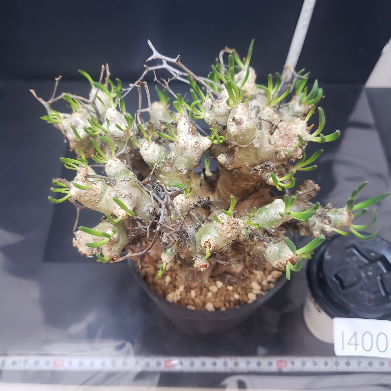 I400【自社養生株】チレコドン レティキュラータス（L) 万物想（現地球