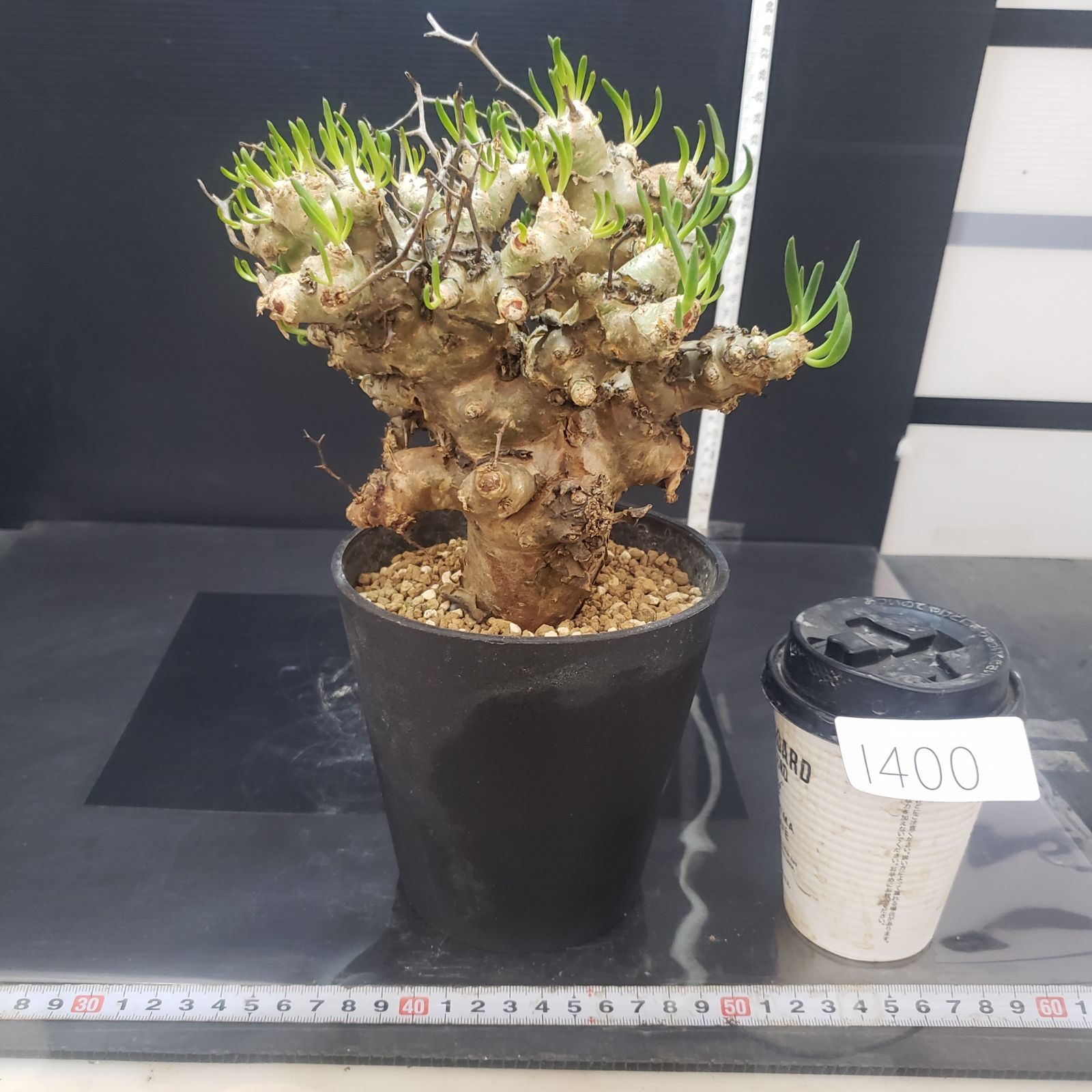 サマーセール！ 大株 万物想 チレコドン レティキュラータス 現地株 現地球 I400【自社養生株】チレコドン レティキュラータス（L) 万物想（現地球