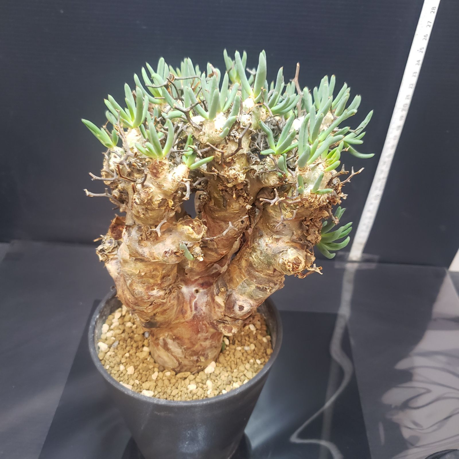 I401【自社養生株】チレコドン レティキュラータス（L) 万物想（現地球