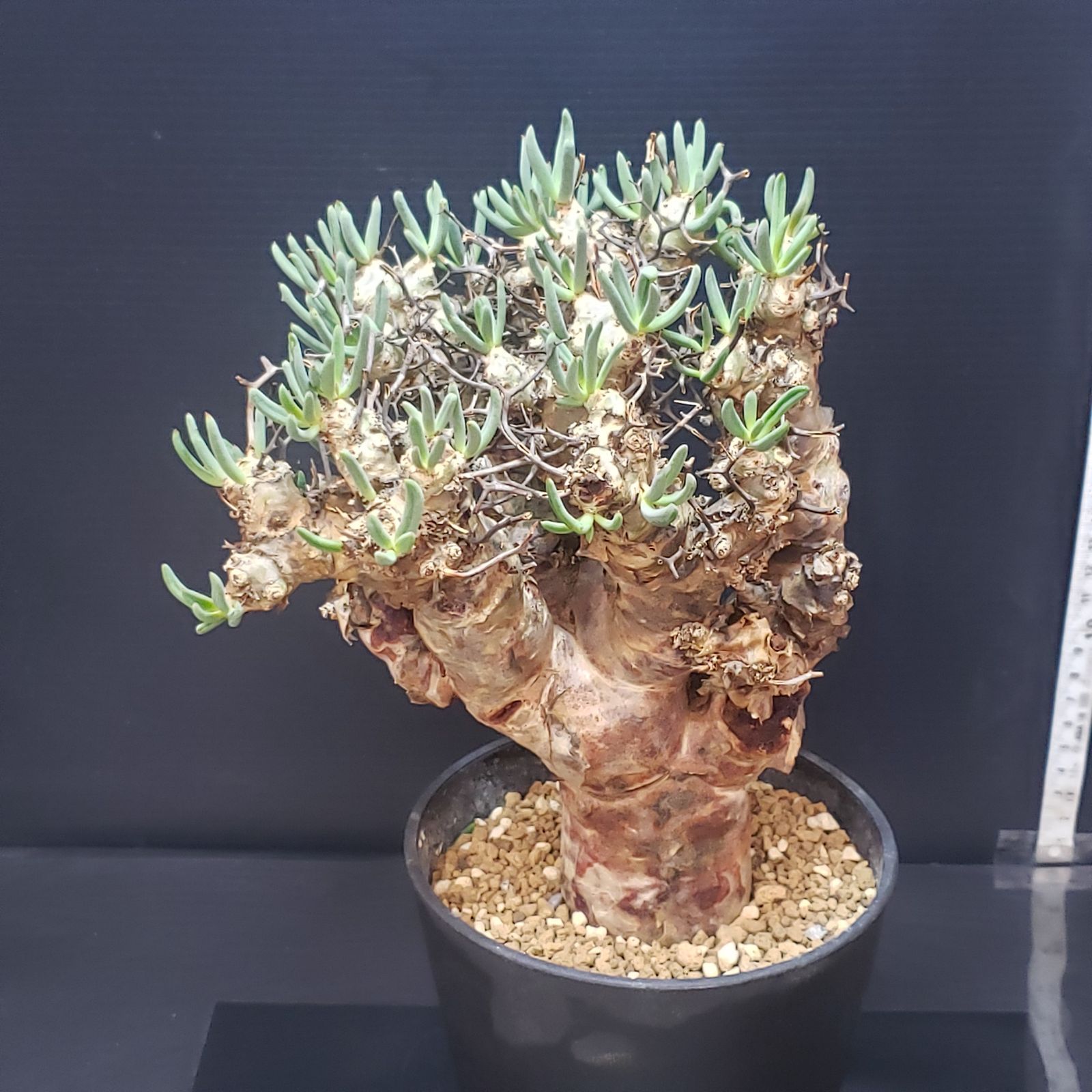 蔵 チレコドン レティキュラータス 万物想 現地株 発根済 Amazon｜【現品限り】チレコドン・レティキュラータス 現地株 発根済み