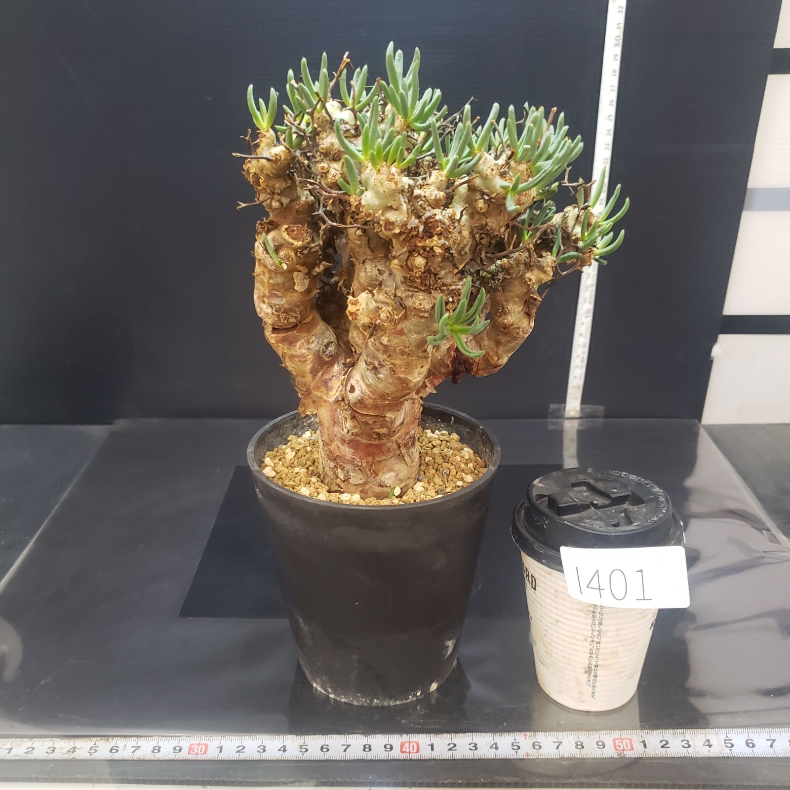 I401【自社養生株】チレコドン レティキュラータス（L) 万物想（現地球