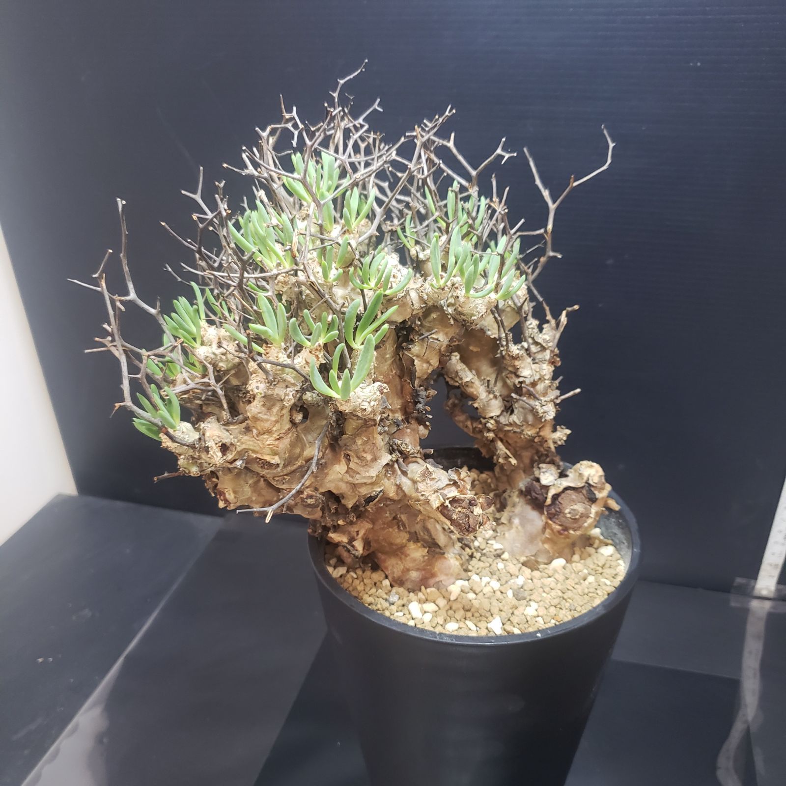 I402【自社養生株】チレコドン レティキュラータス（L) 万物想（現地球