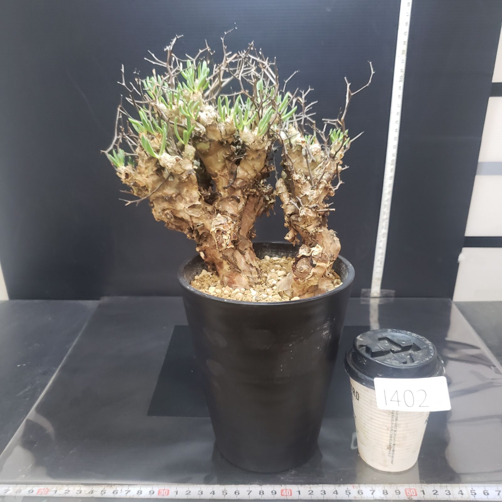 チレコドン　レティキュラータス　万物想　実生苗　開花株 I402【自社養生株】チレコドン レティキュラータス（L) 万物想（現地球