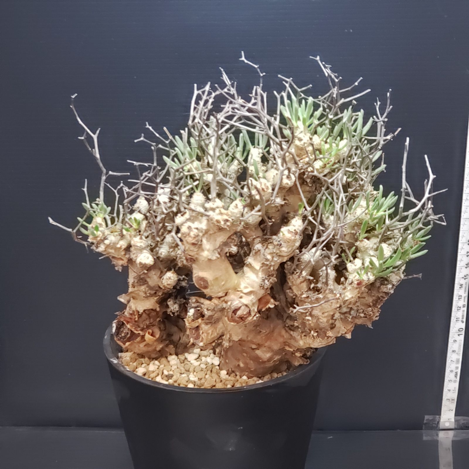 I402【自社養生株】チレコドン レティキュラータス（L) 万物想（現地球