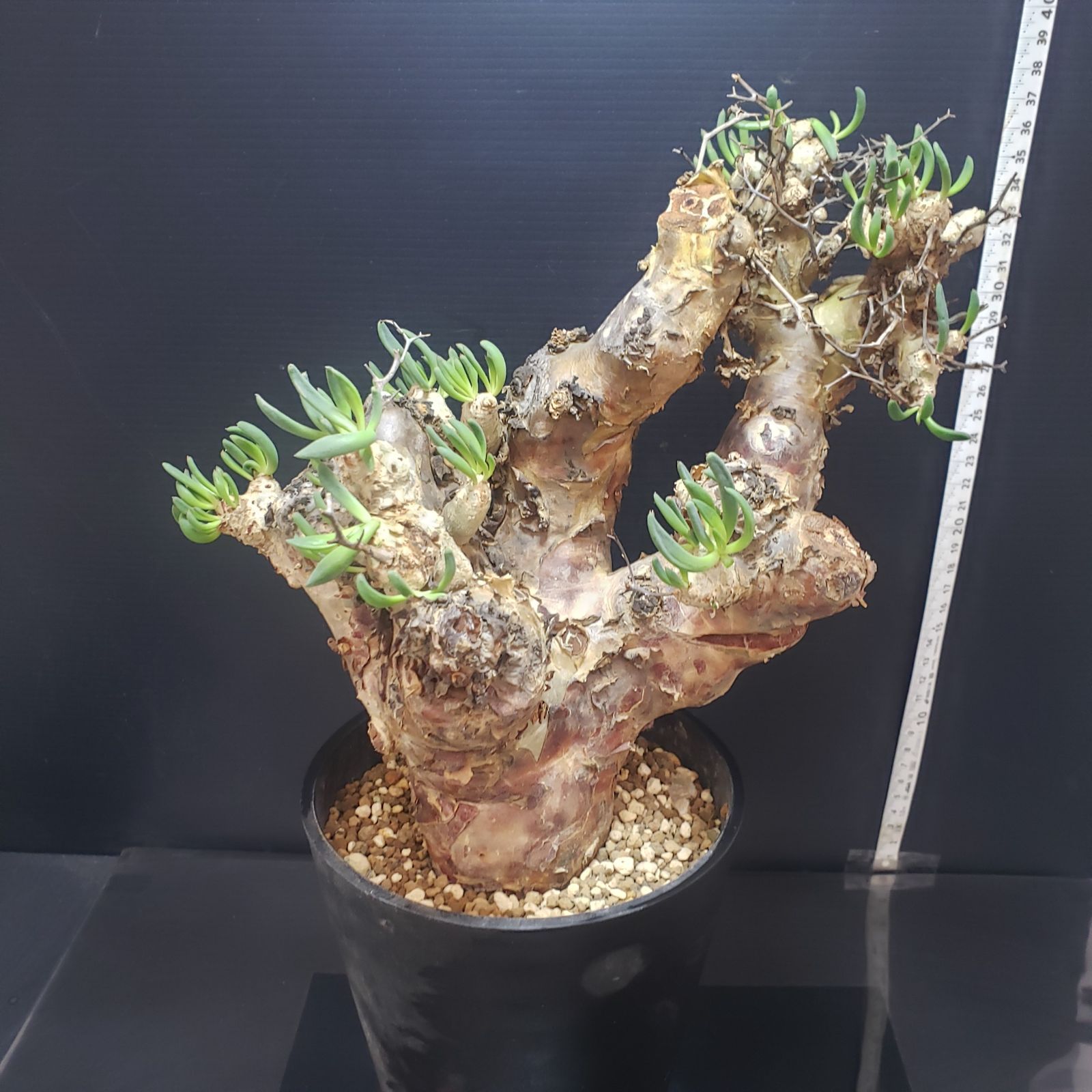 I403【自社養生株】チレコドン レティキュラータス（L) 万物想（現地球