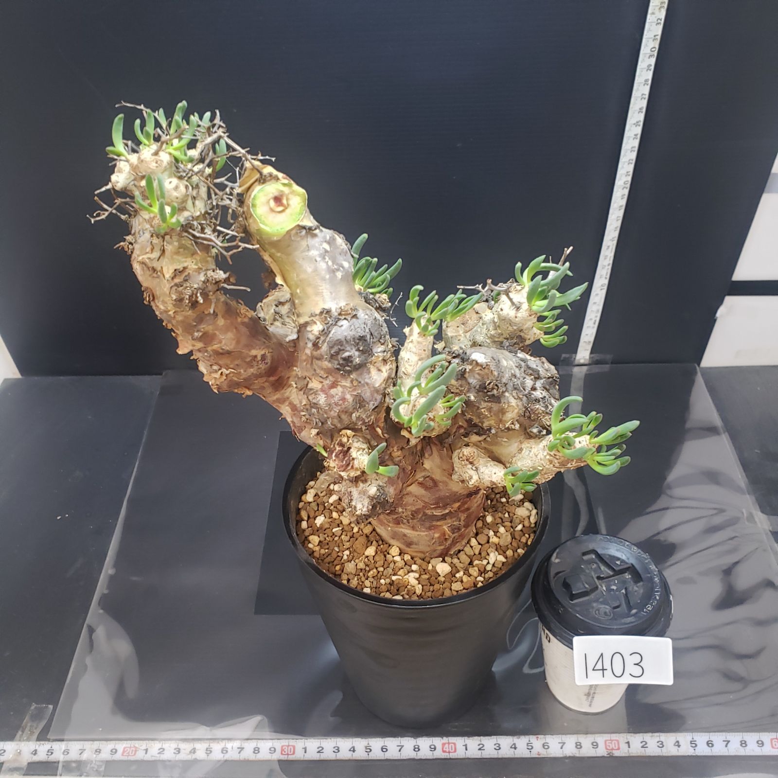 チレコドン　万物想　レティキュラータス　発根済 極美特大株 現地球 チレコドン 万物想 レティキュラータス 発根済 極美特大株 現地球