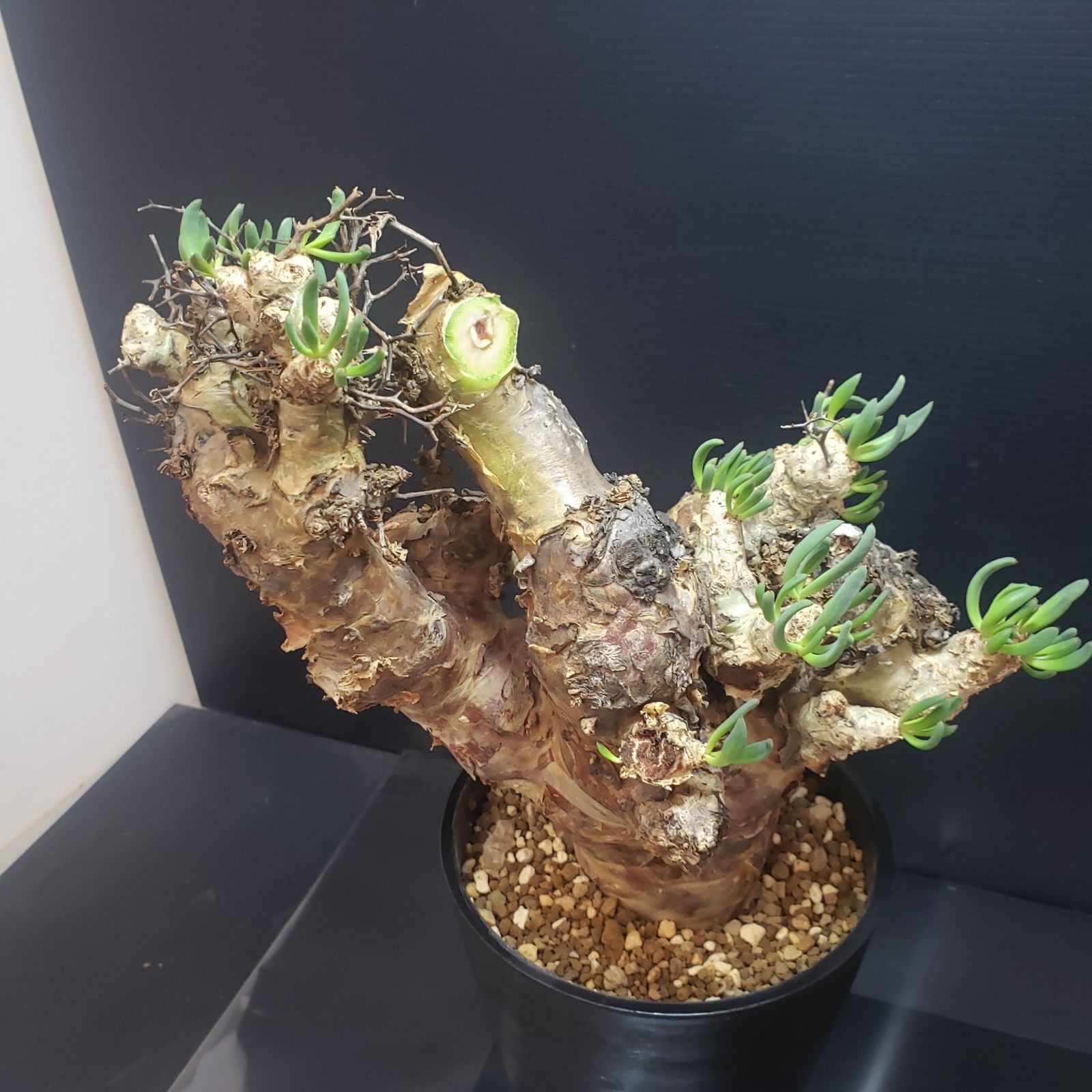 チレコドン レティキュラータス 万物想 実生3年生 I403【自社養生株】チレコドン レティキュラータス（L) 万物想（現地球