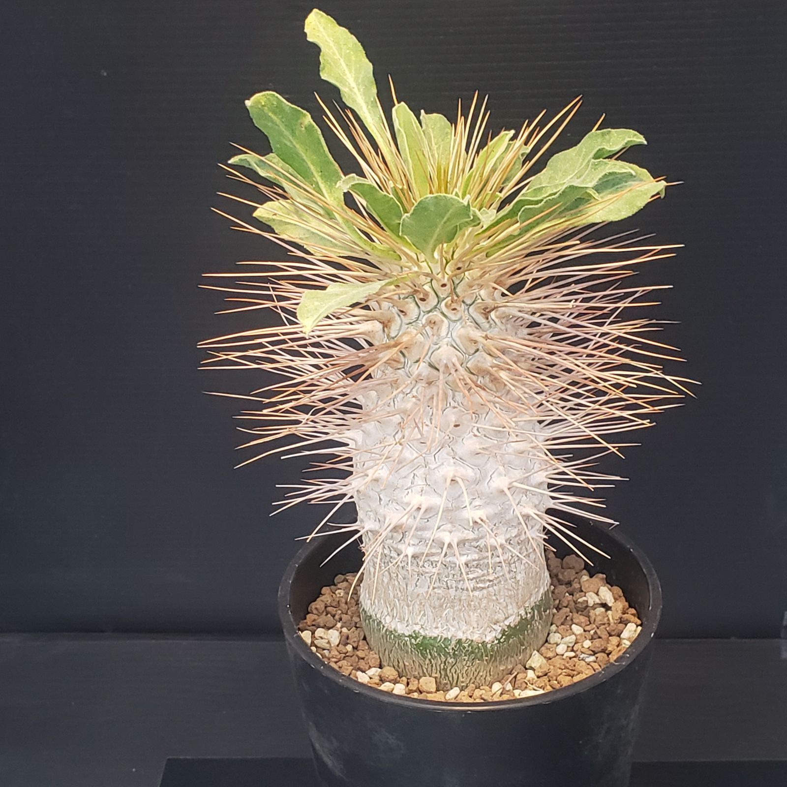 パキポディウム　ナマクアナム　光堂　発根済み　自根 パキポディウム ナマクアナム 