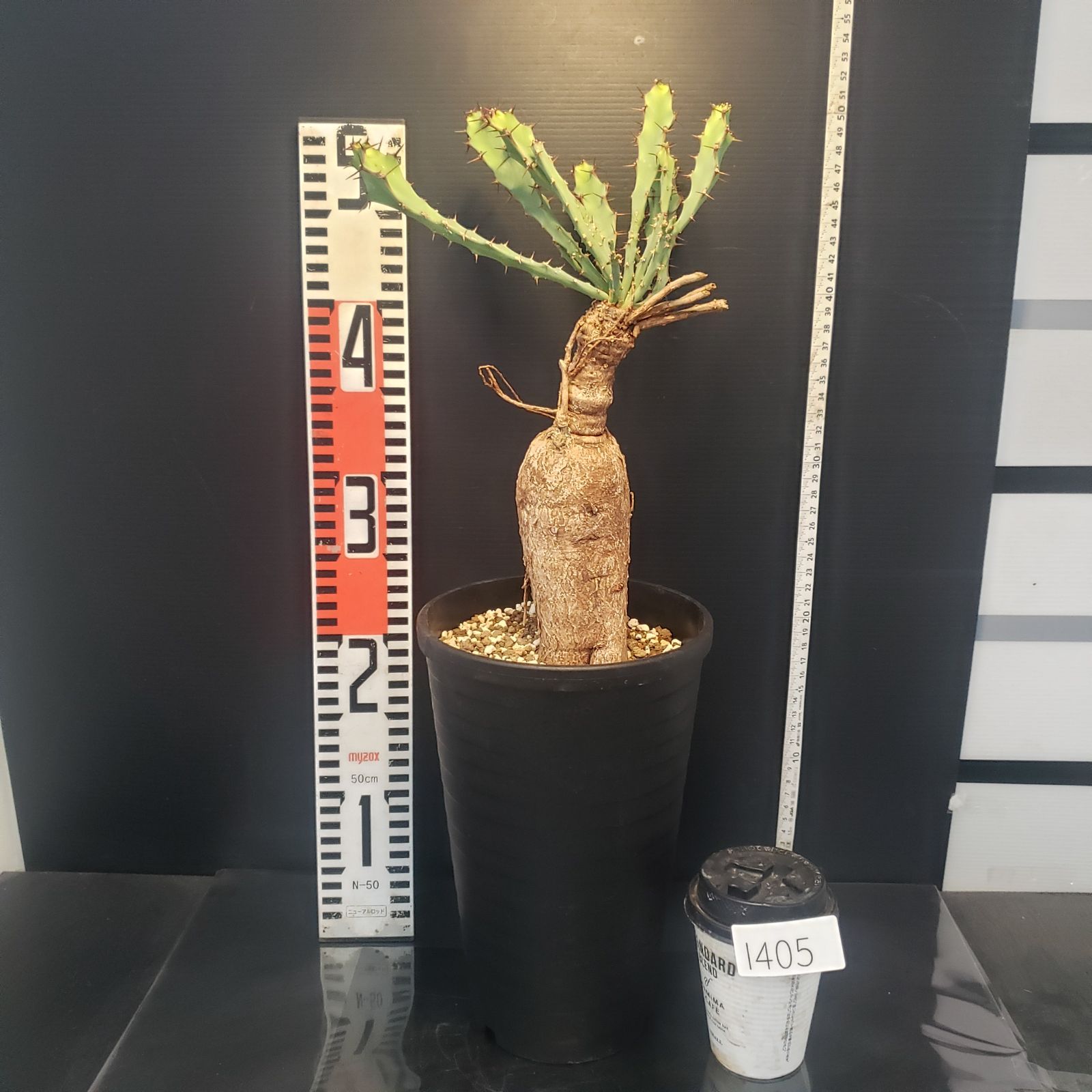 I405【自社養生株】ユーフォルビア ブルアナ（現地球・発根株・鉢植え