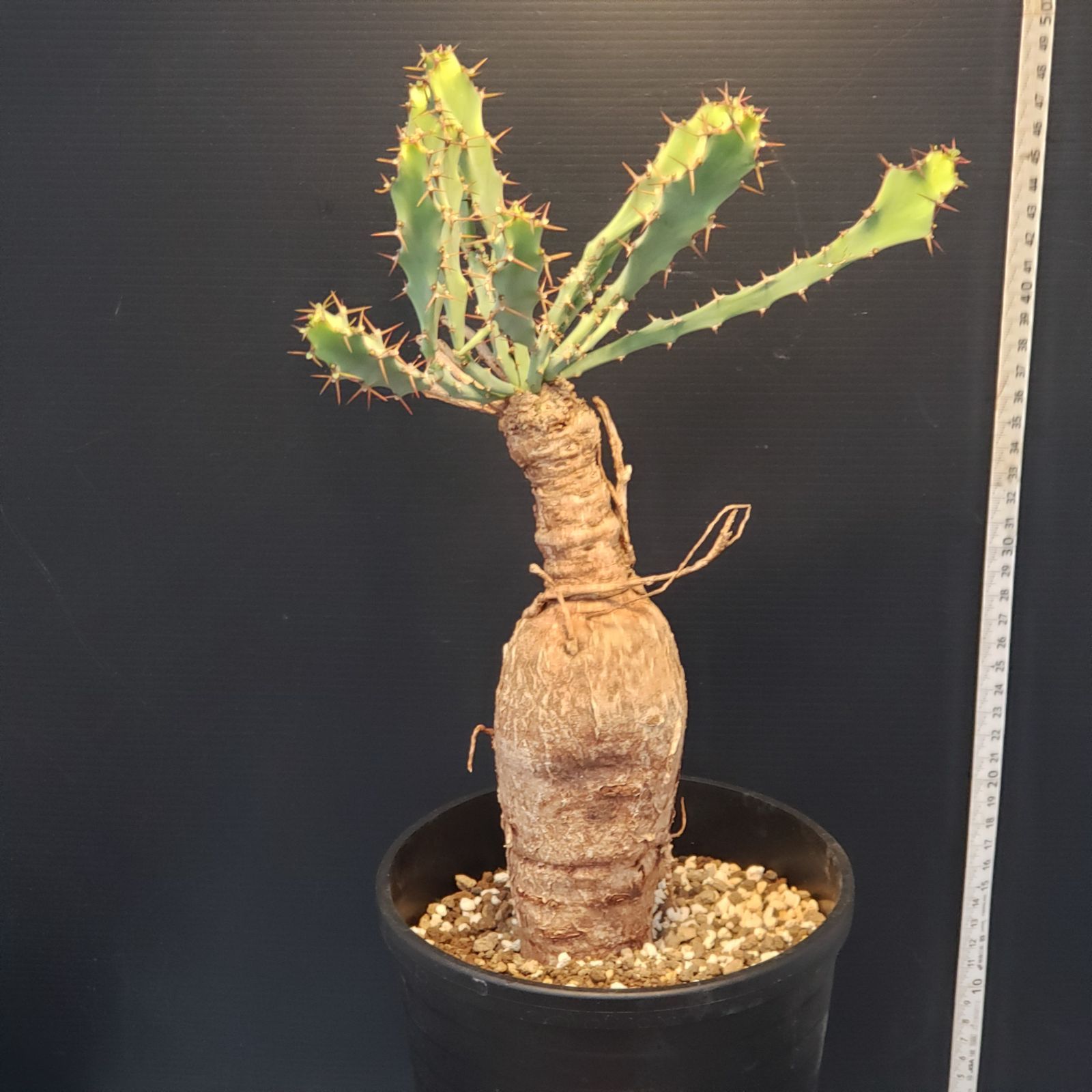 I405【自社養生株】ユーフォルビア ブルアナ（現地球・発根株・鉢植え