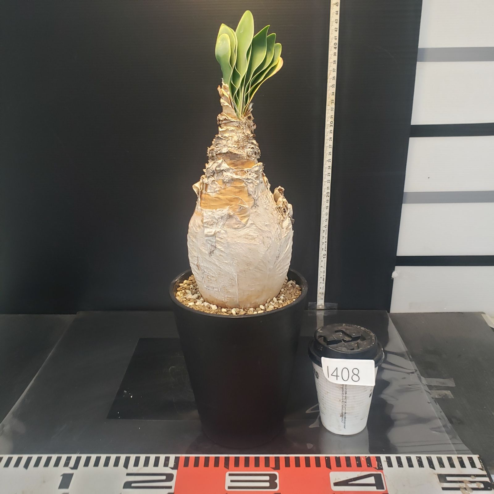 I408【自社養生株】ブーファン ハエマンソイデス（現地球・発根株