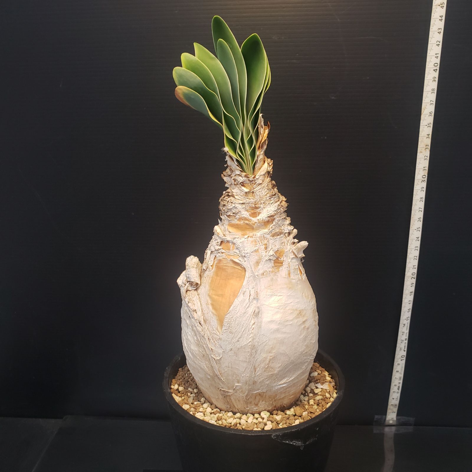 ブーファン　ハエマンソイデス　現地球 I408【自社養生株】ブーファン ハエマンソイデス（現地球・発根株