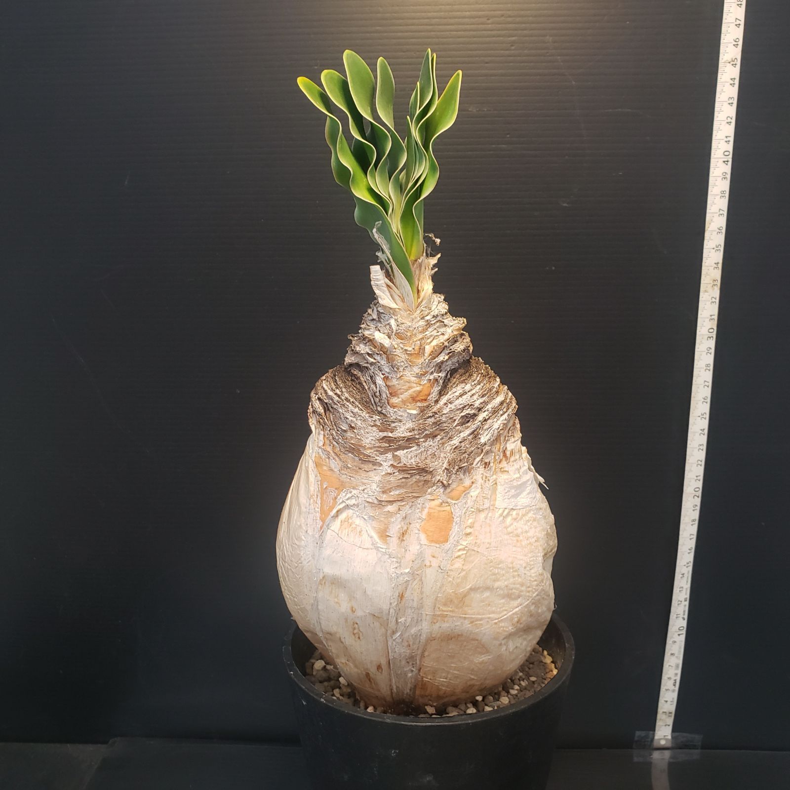 I409【自社養生株】ブーファン ハエマンソイデス（現地球・発根株