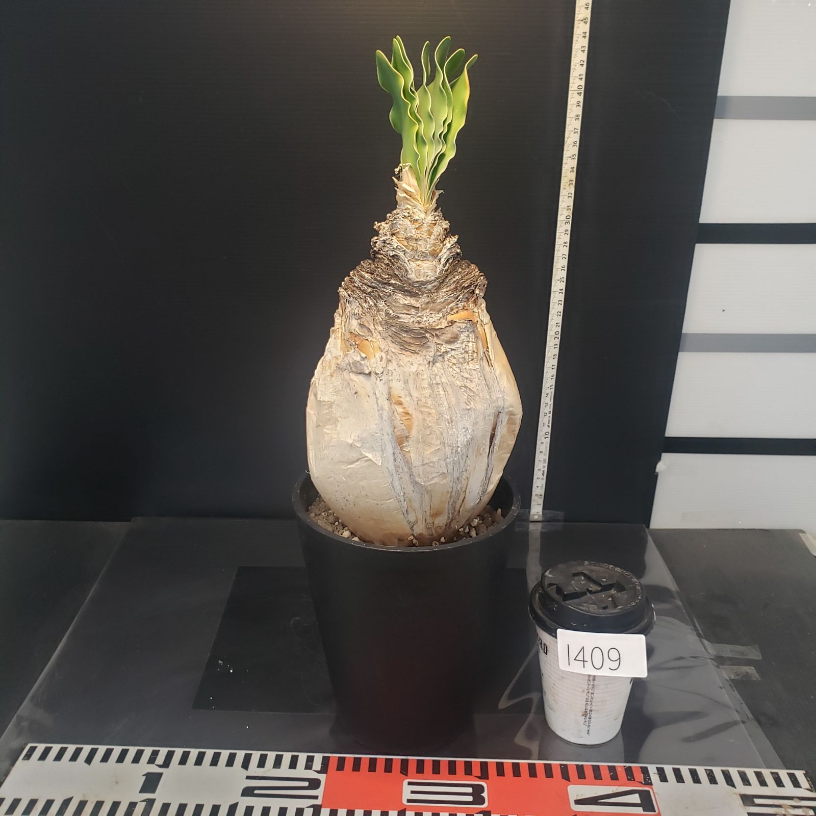 I409【自社養生株】ブーファン ハエマンソイデス（現地球・発根株