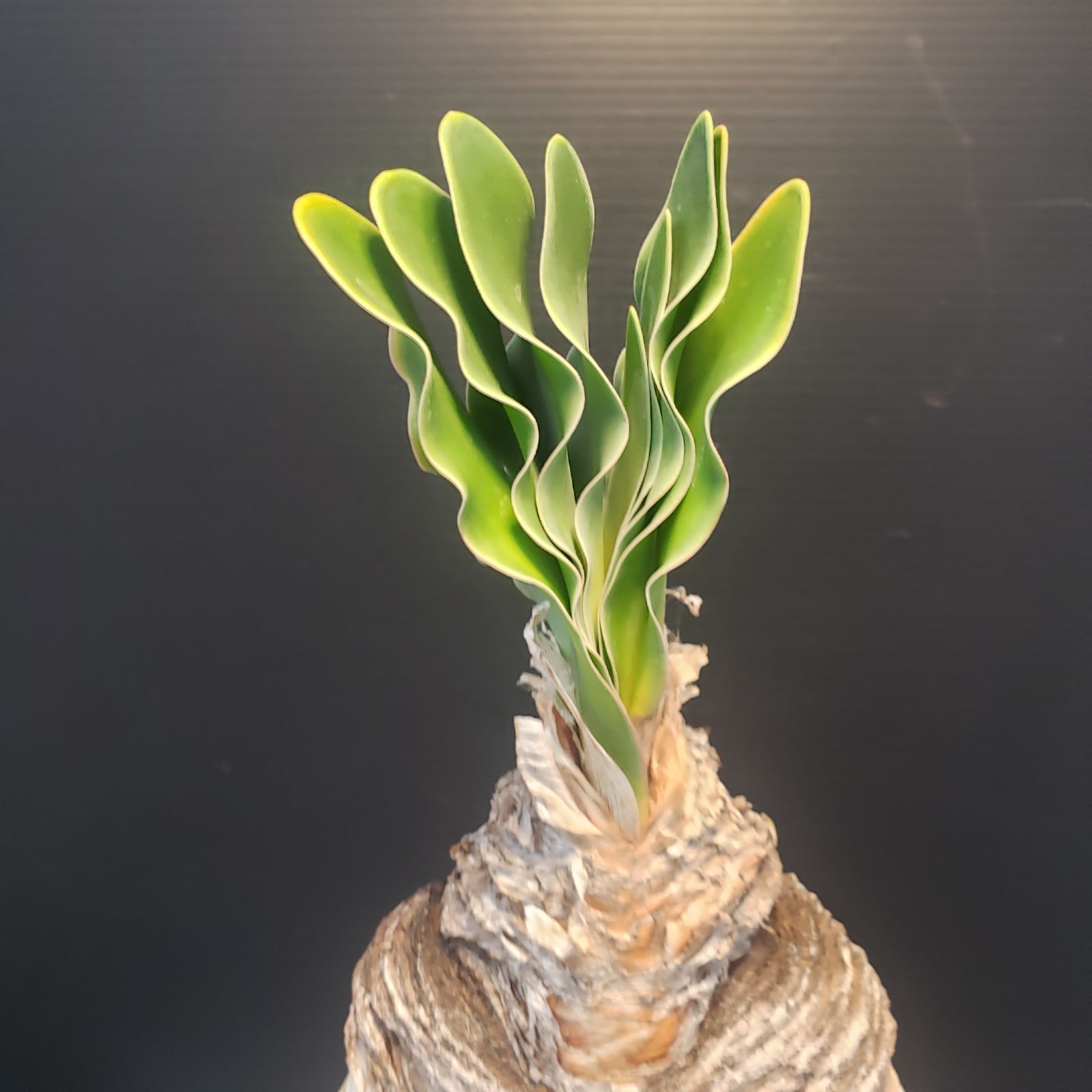 ブーファン ハエマンソイデス 現地株 美形 美形 ブーファン ハエマンソイデス 珍奇植物 ブーファンハエマンソイ