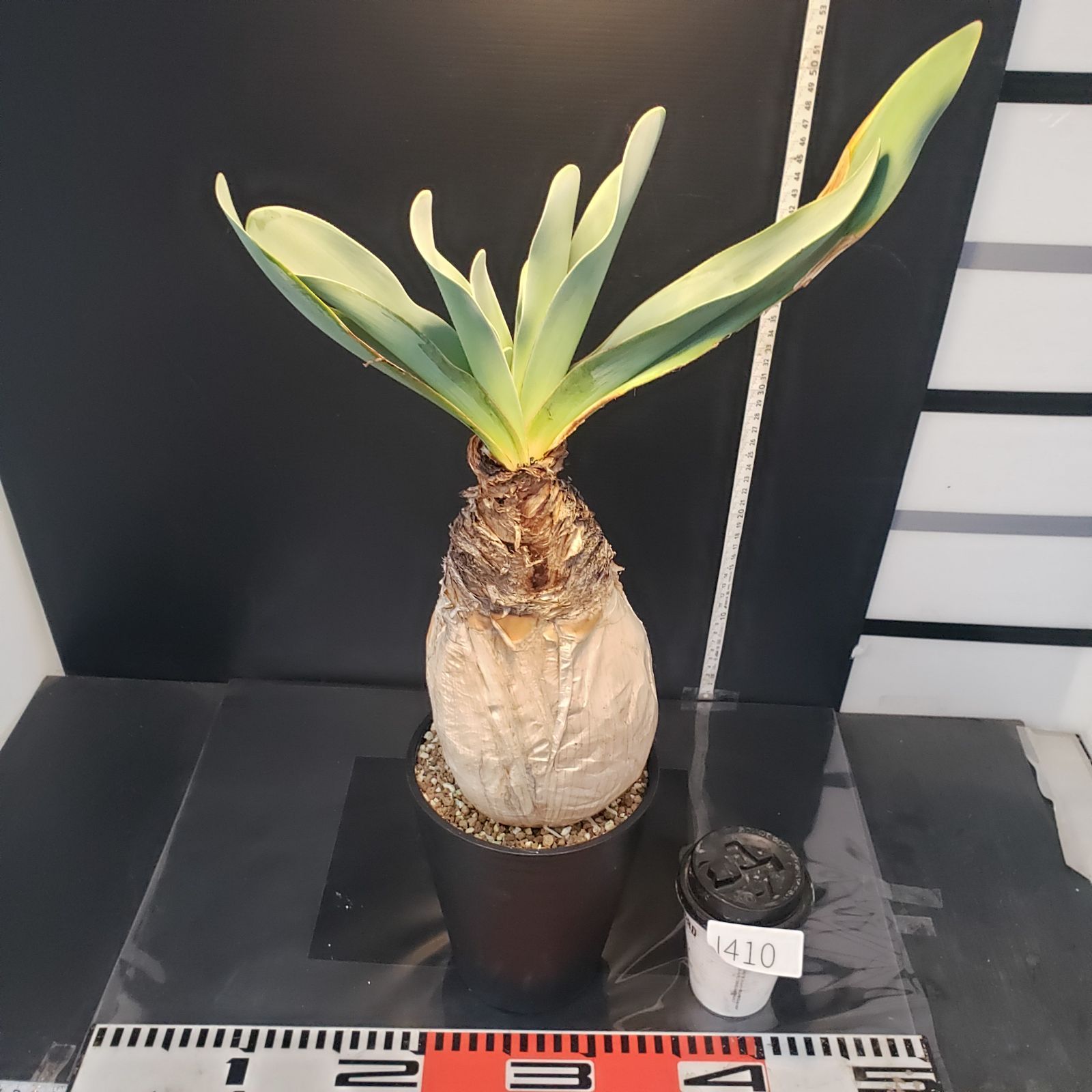 I410【自社養生株】ブーファン ハエマンソイデス（現地球・発根株