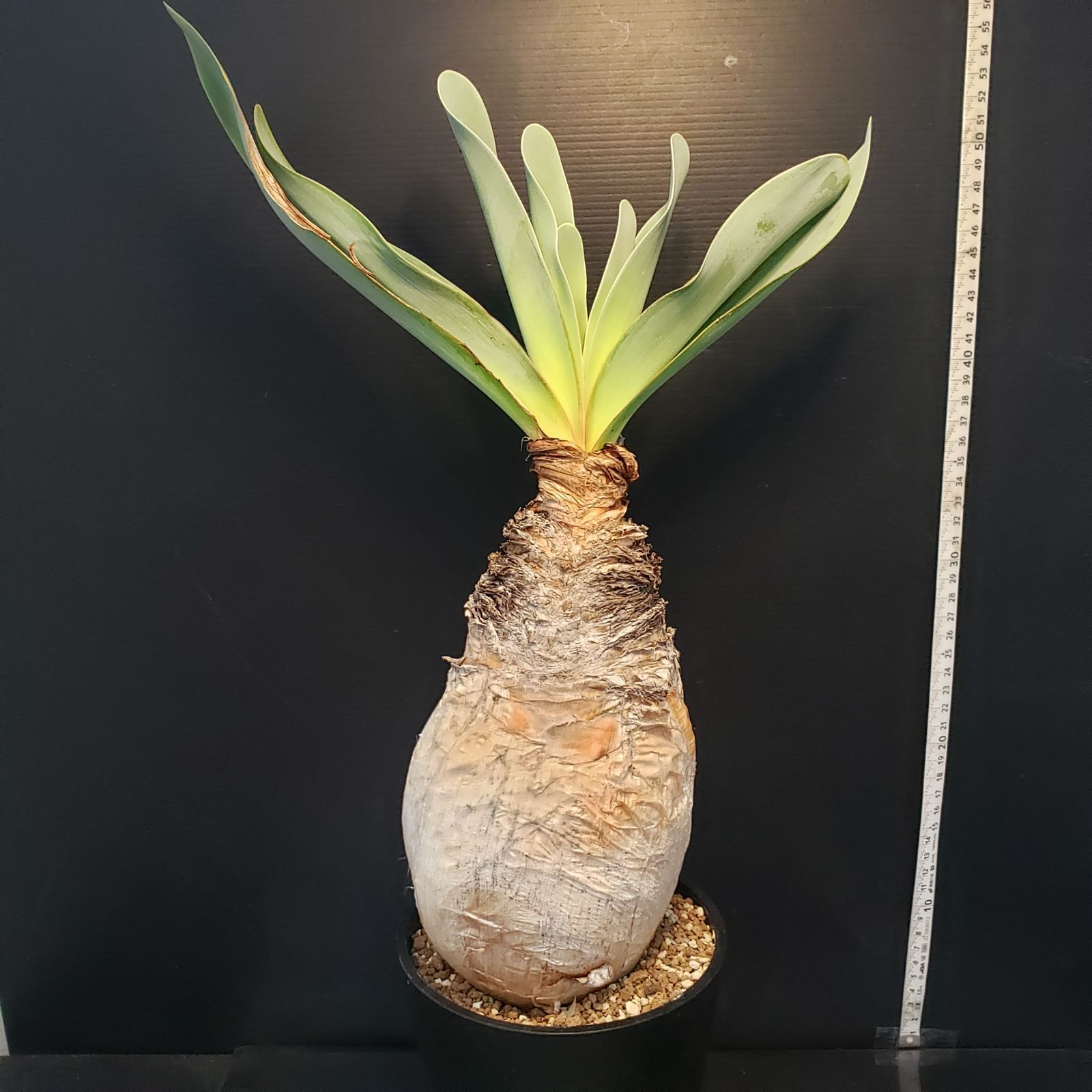 I410【自社養生株】ブーファン ハエマンソイデス（現地球・発根株