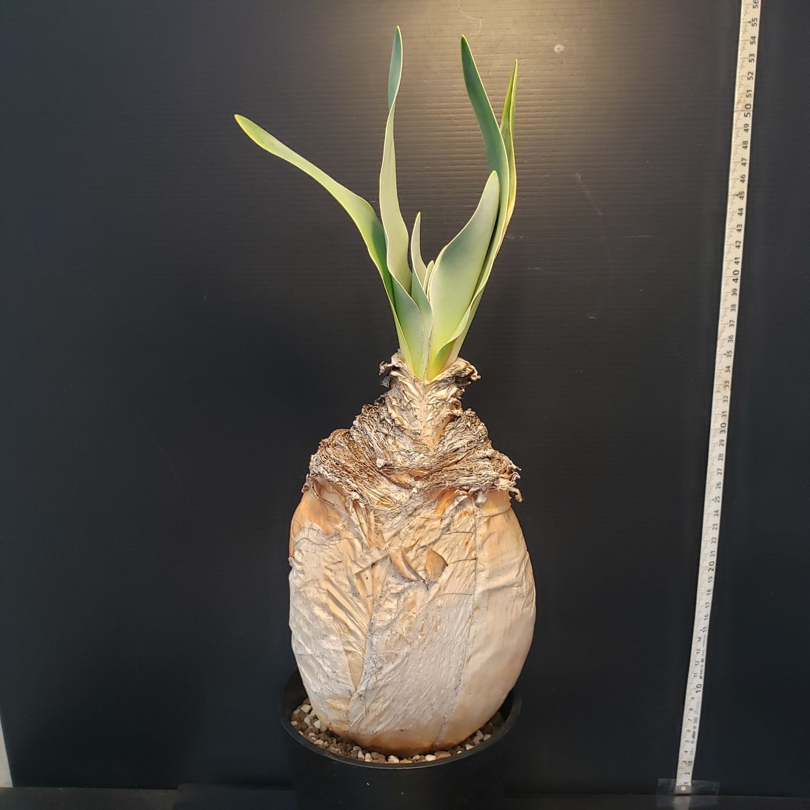 ブーファン　ハエマンソイデス　現地球　発根済 ブーファン ハエマンソイデス 現地球 発根済 - メルカリ