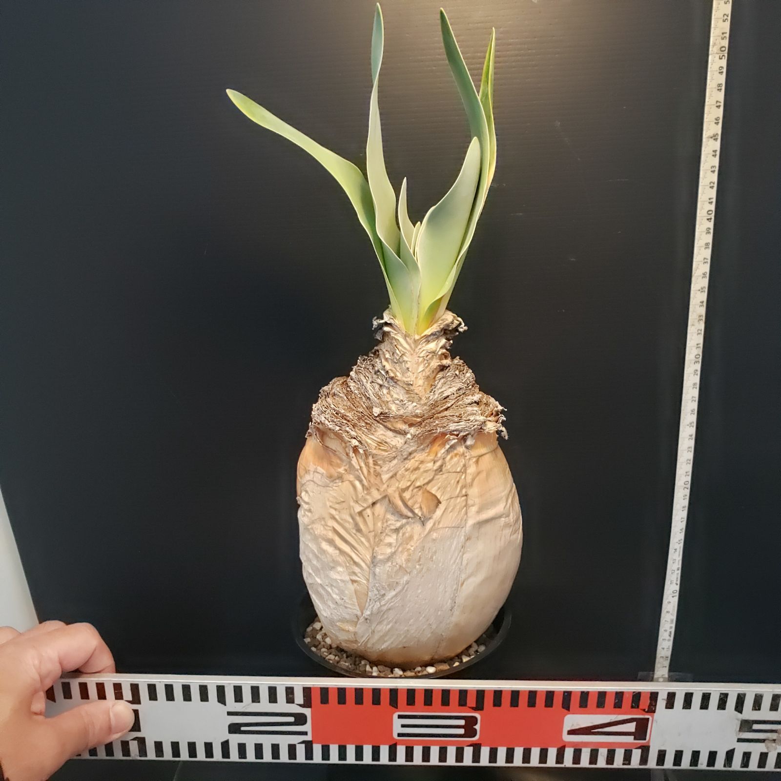 I411【自社養生株】ブーファン ハエマンソイデス（現地球・発根株