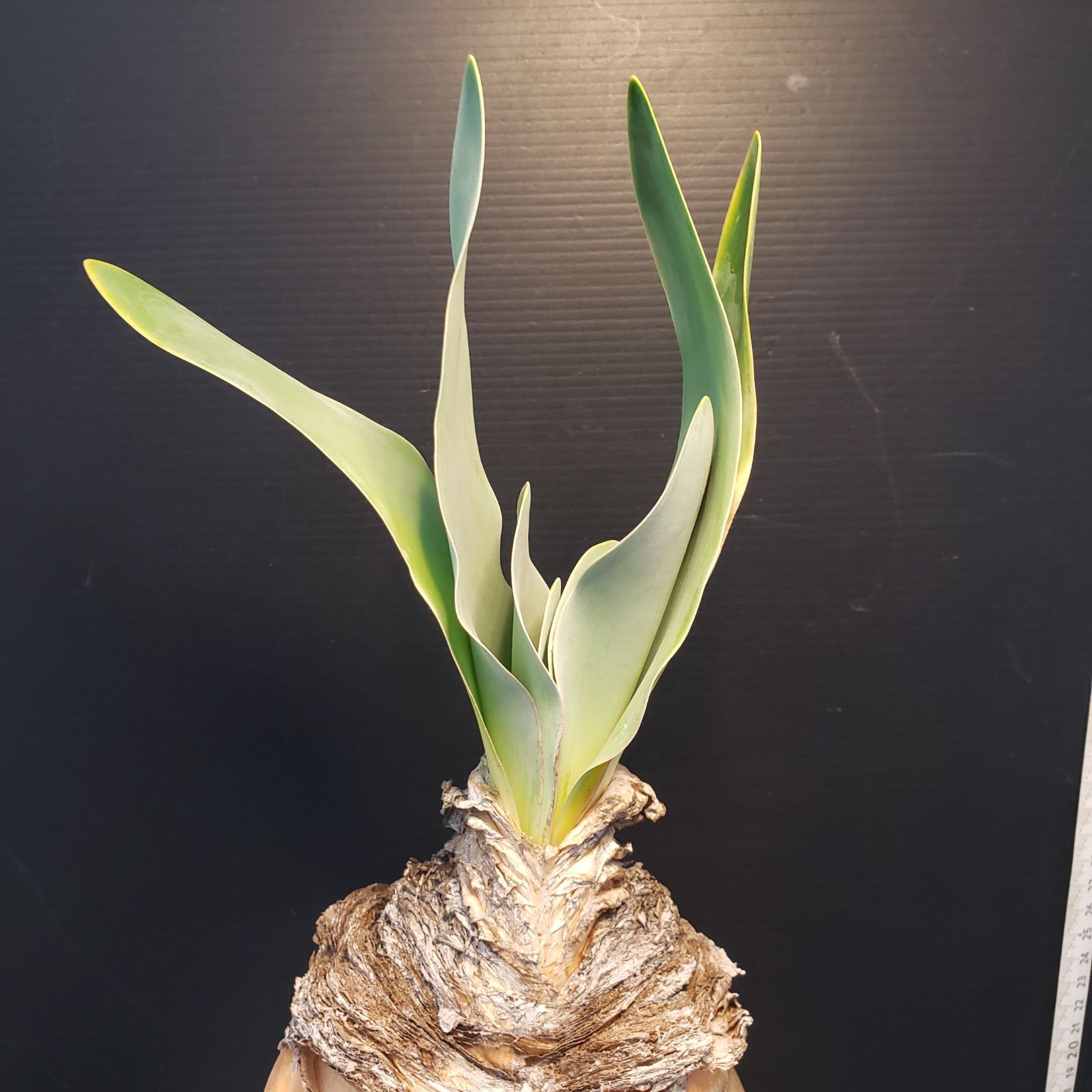 I411【自社養生株】ブーファン ハエマンソイデス（現地球・発根株