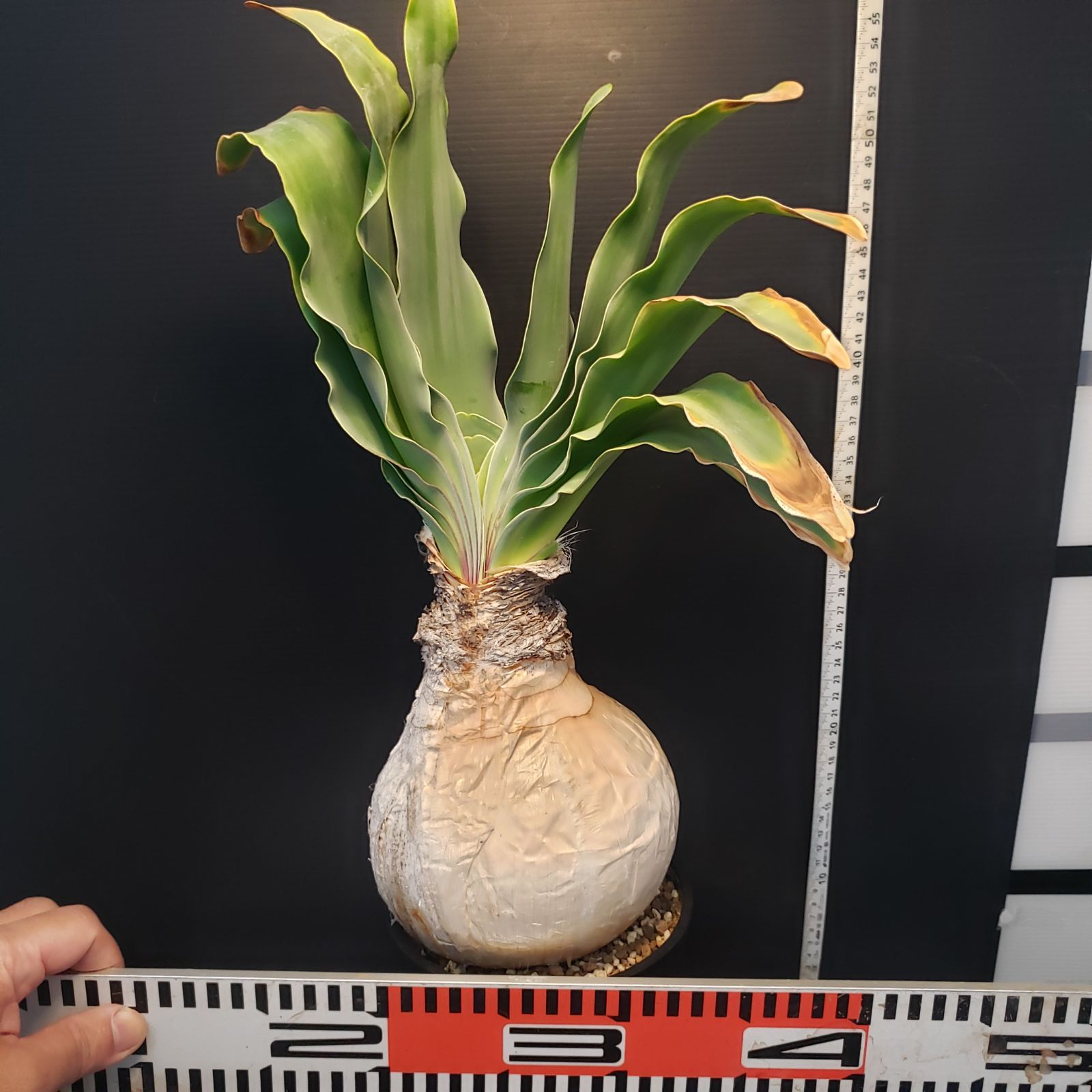 I413【自社養生株】ブーファン ハエマンソイデス（現地球・発根株