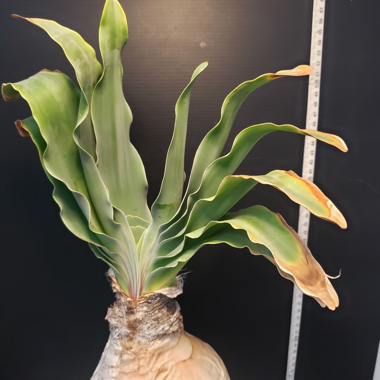 ヒ*ロ様 K13「球根植物」ブーファン ハエマンソイデス 産地株 20株 ヒ*ロ様 K13「球根植物」ブーファン ハエマンソイデス 産地株 20株