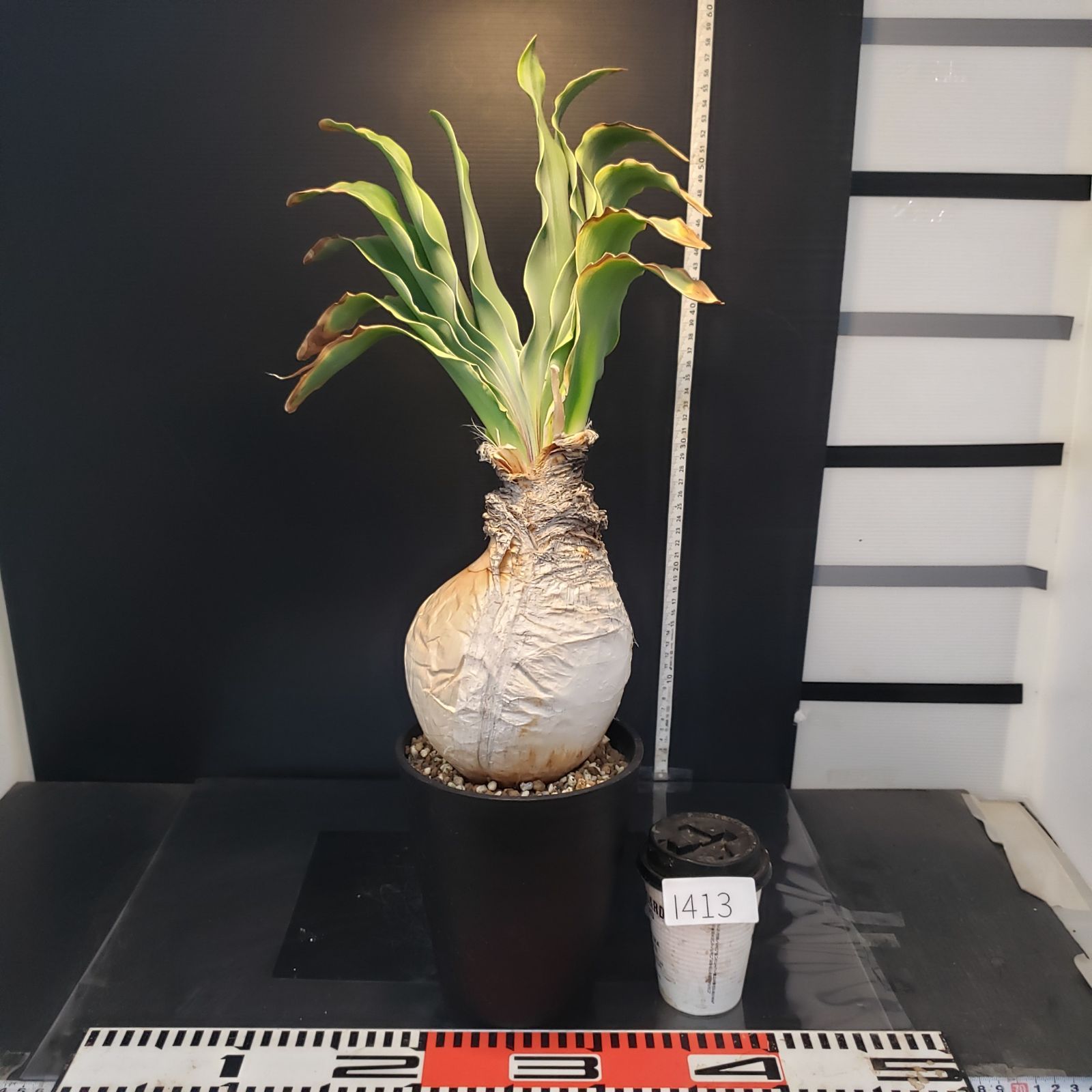 I413【自社養生株】ブーファン ハエマンソイデス（現地球・発根株