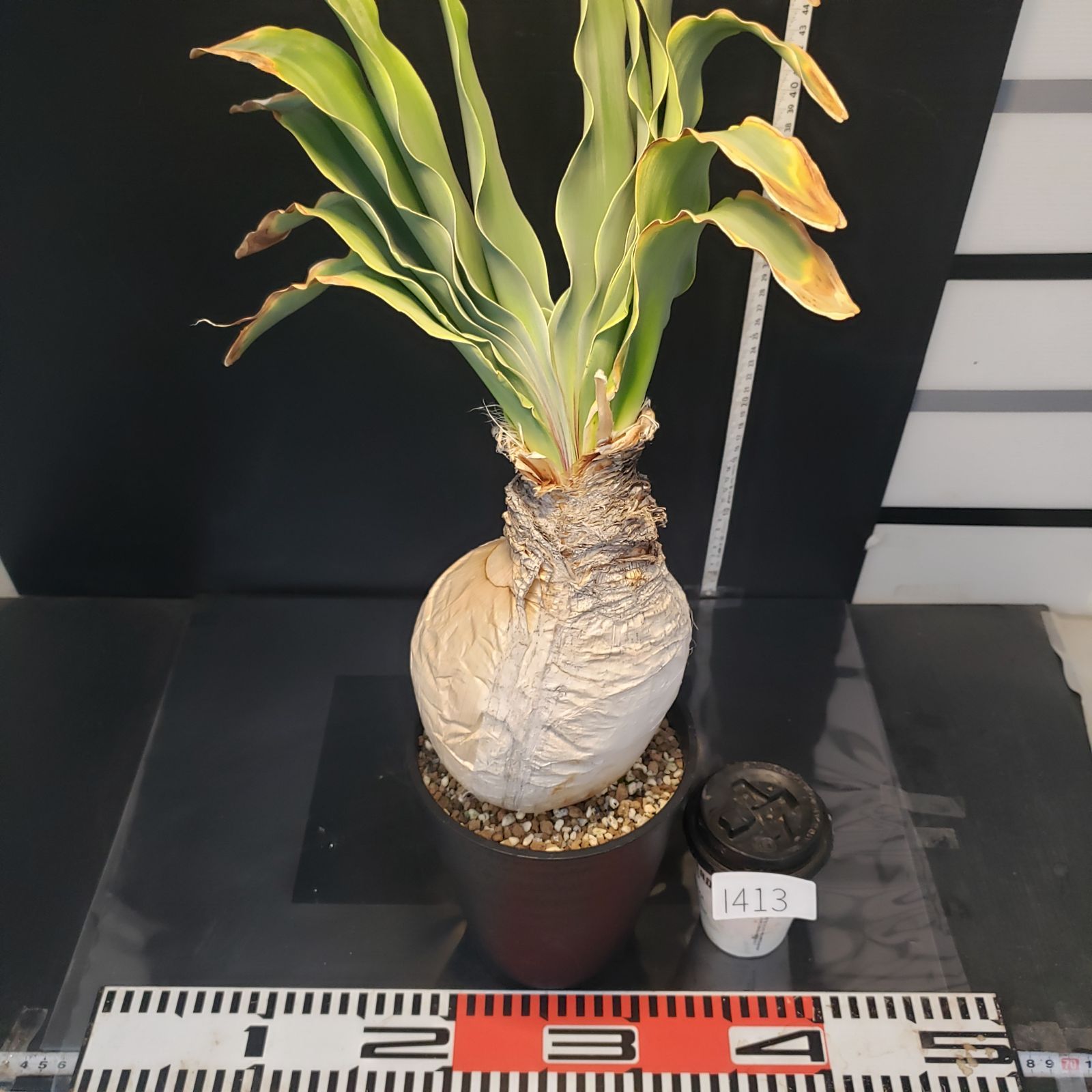 I413【自社養生株】ブーファン ハエマンソイデス（現地球・発根株