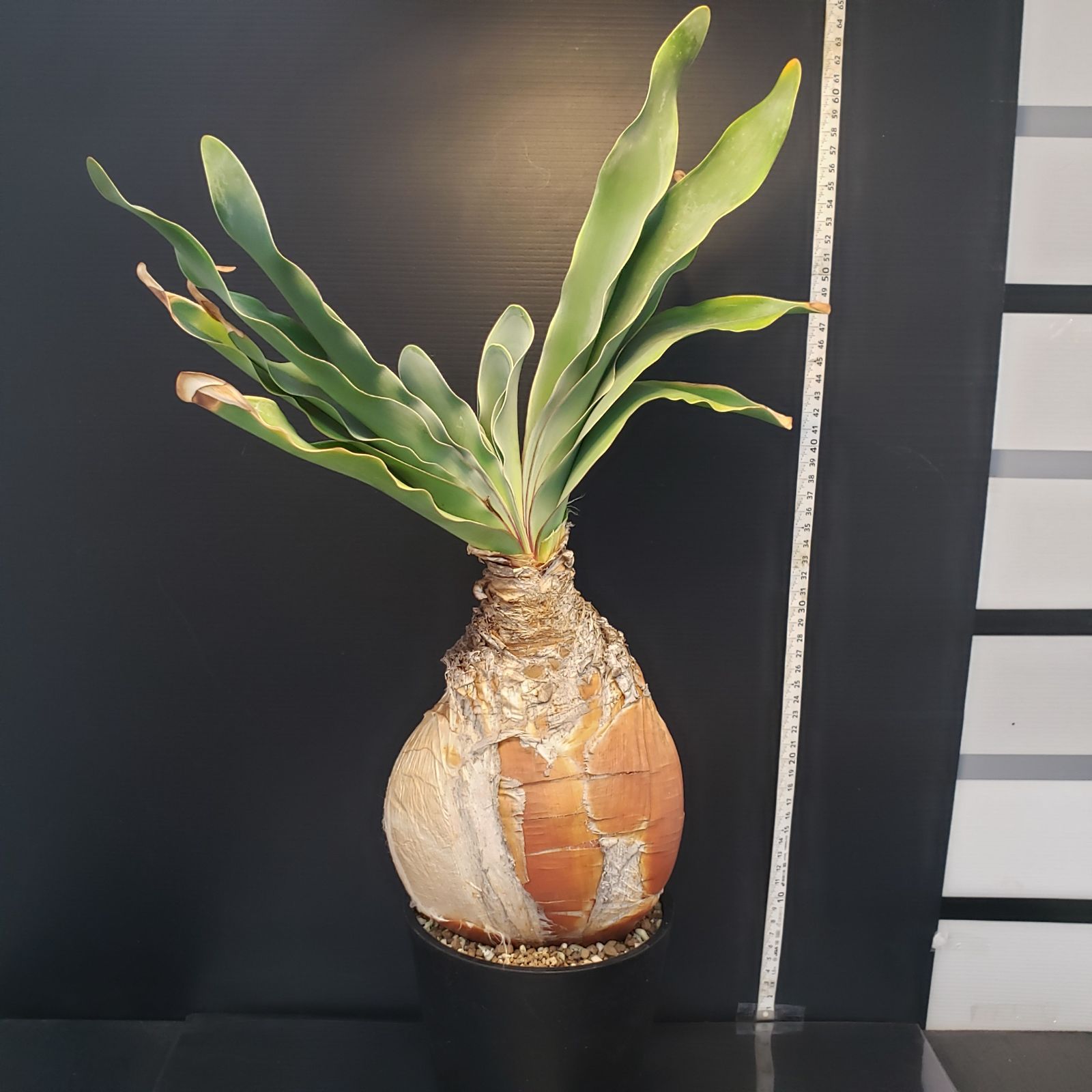 美株　ブーファン・ハエマンソイデス　現地株　ベアルート 美株 ブーファン・ハエマンソイデス 現地株 ベアルート