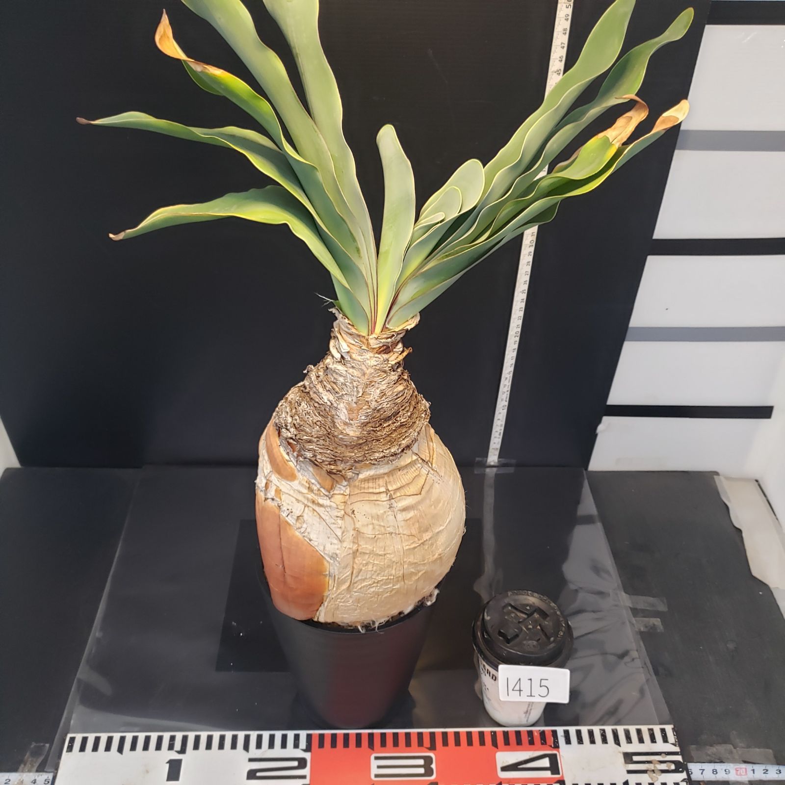 I415【自社養生株】ブーファン ハエマンソイデス（現地球・発根株