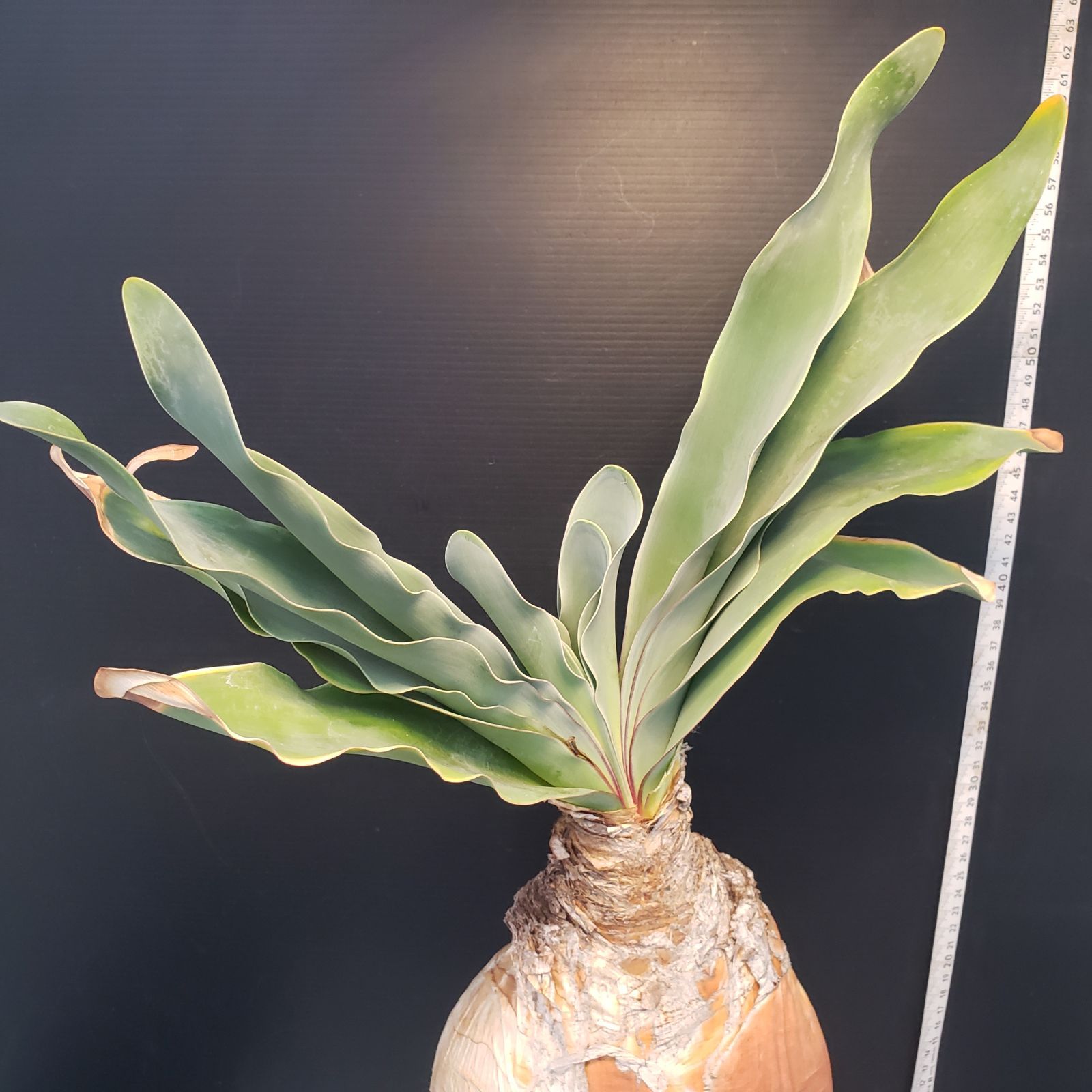 I415【自社養生株】ブーファン ハエマンソイデス（現地球・発根株