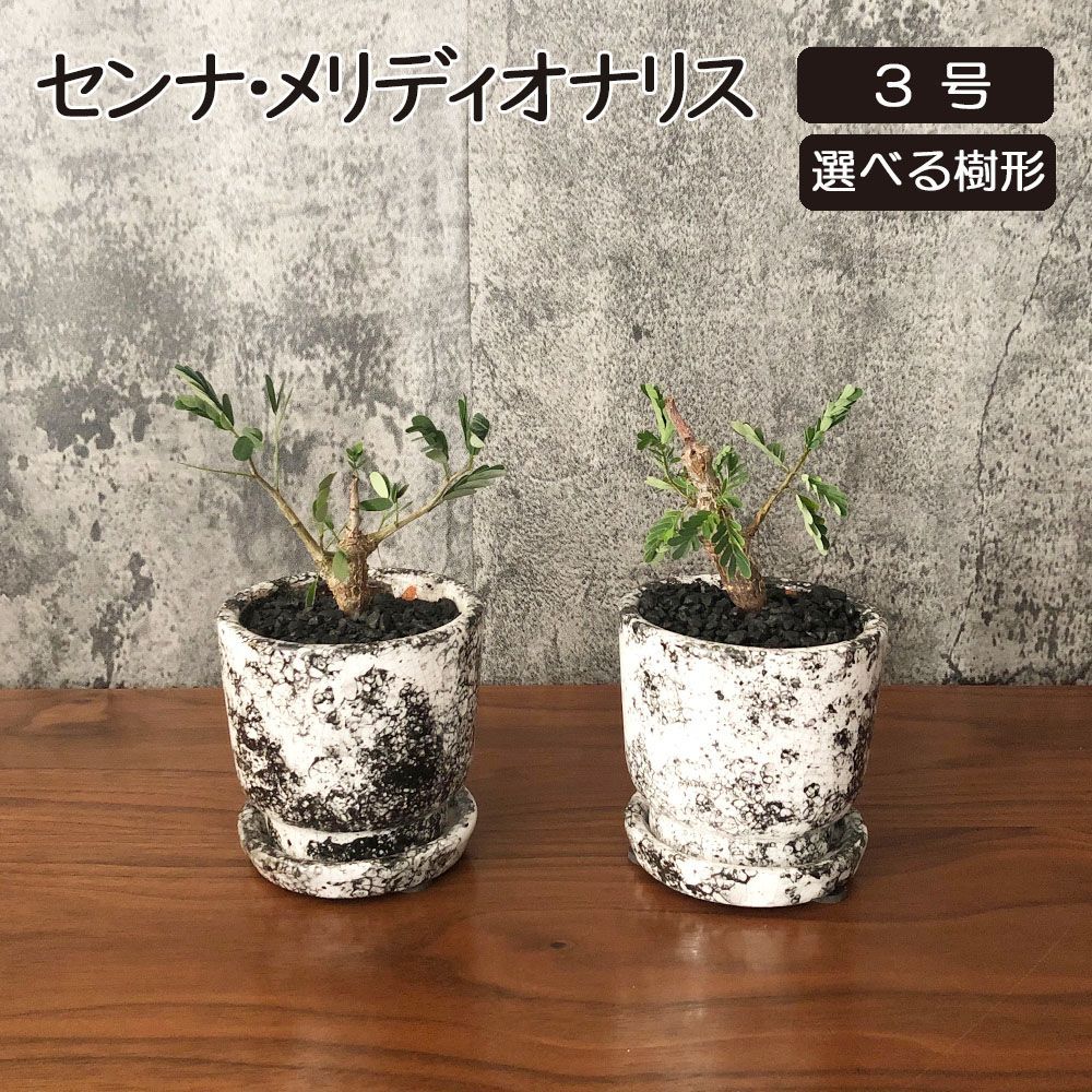 1/9(金)配送再開】【希少品種】 観葉植物 小さい センナ メリディオ