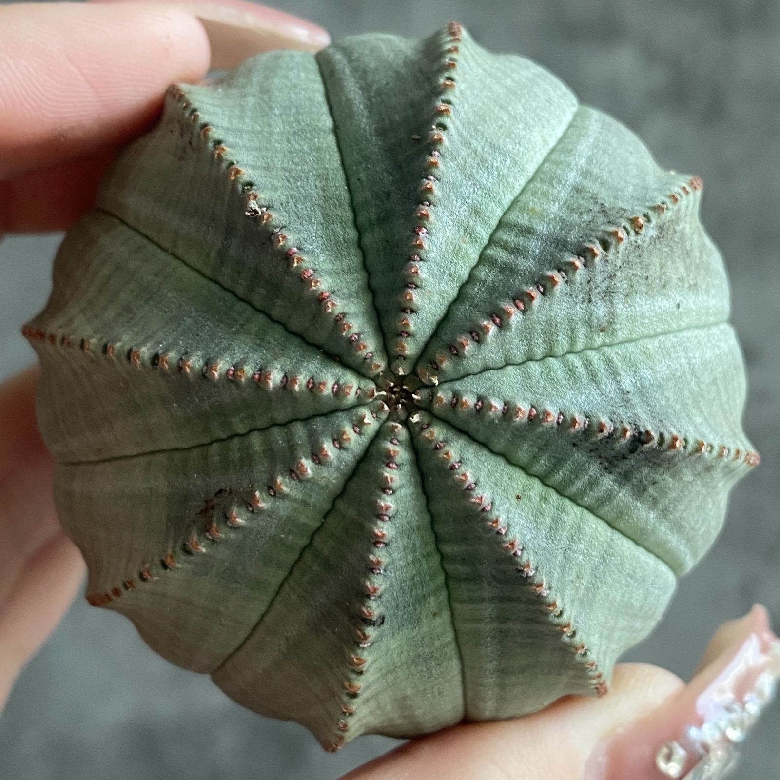 B16381☆大特価☆ 超巨大株 ユーフォルビア オベサ - メルカリ